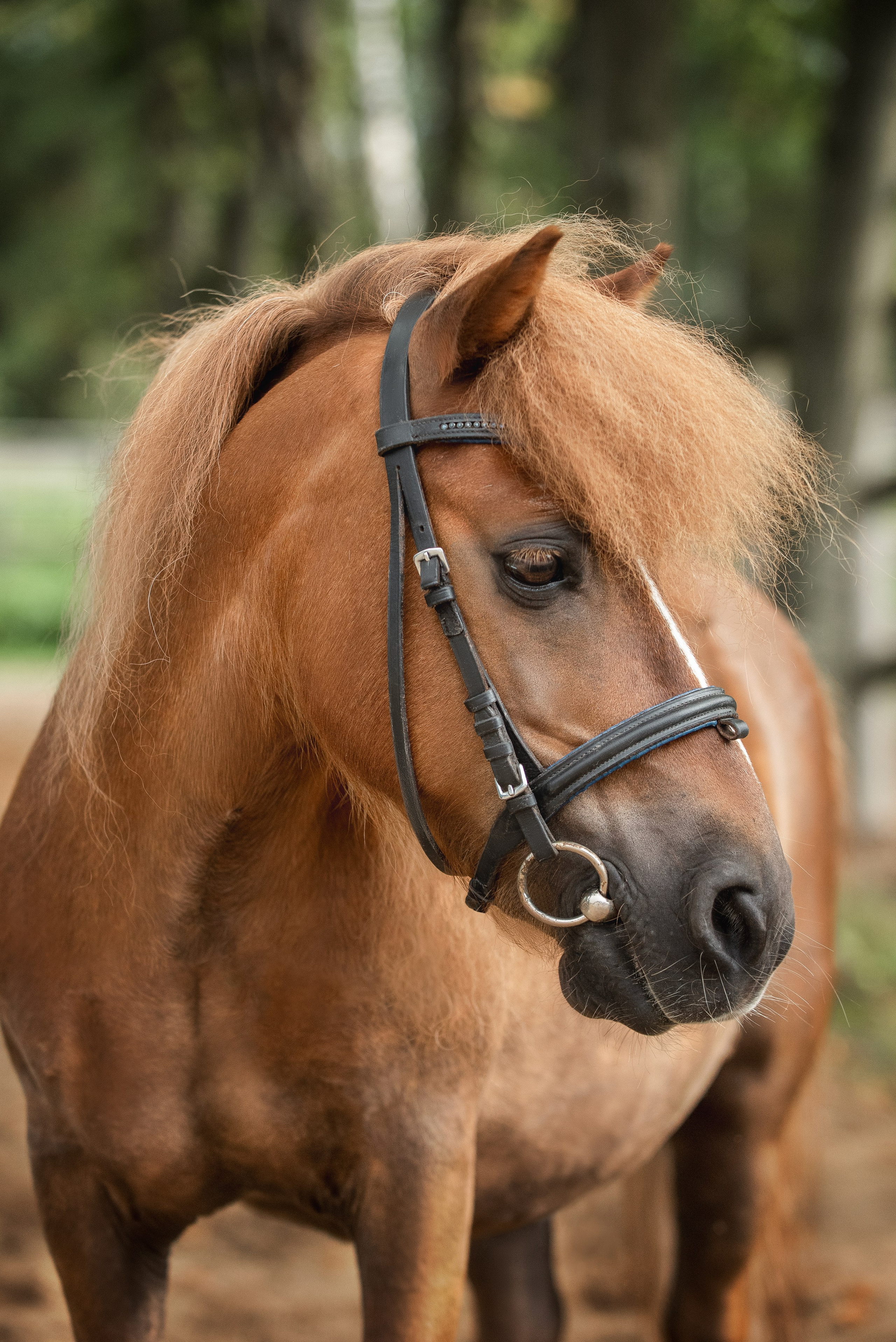 Тренеры и кони КСК «АЛМАЗОВО». Конный фотограф Куракина Дарья • Фотосессии с лошадьми