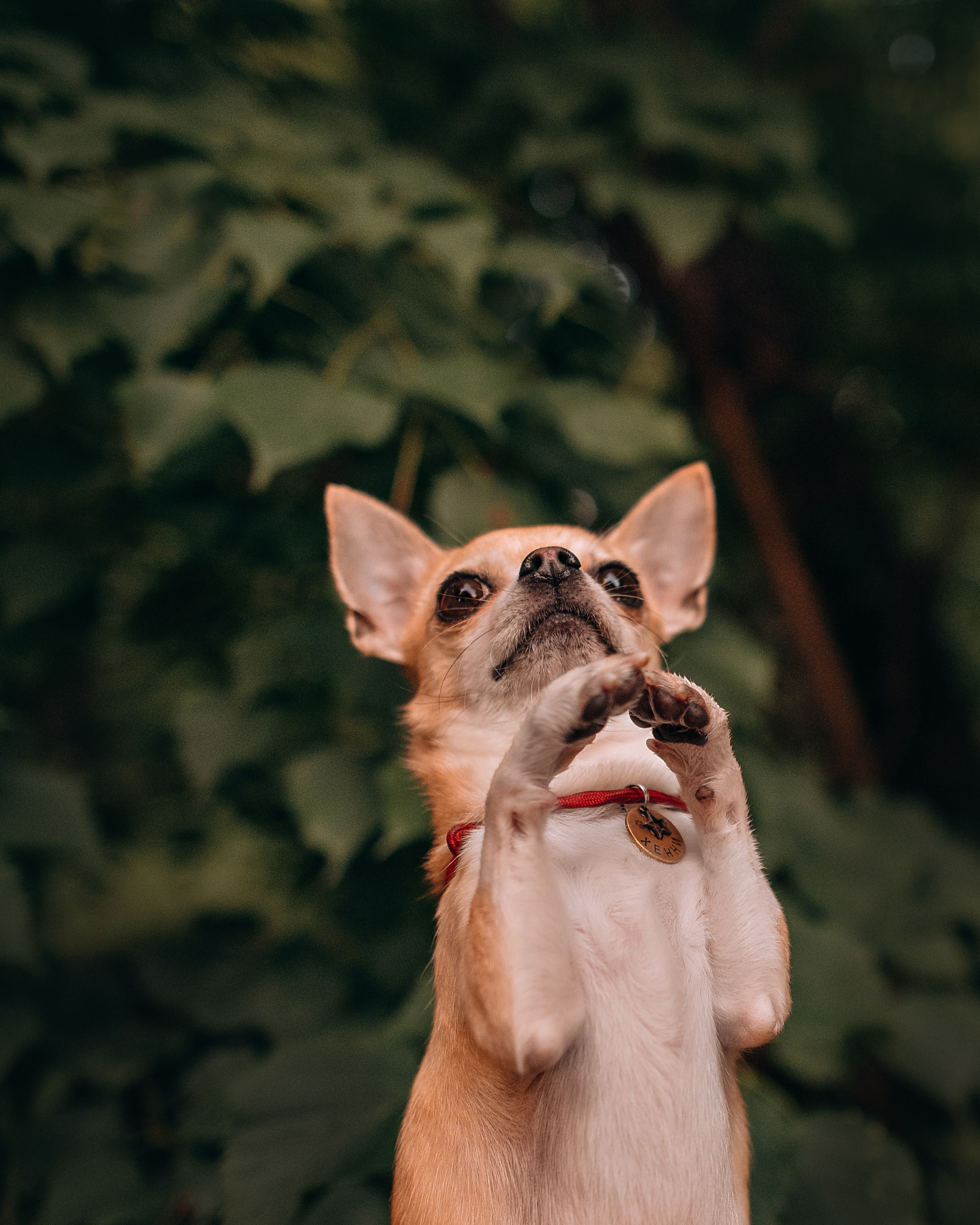 Прогулка: чихуахуа Хенни и Алина во Владивостоке. Портфолио