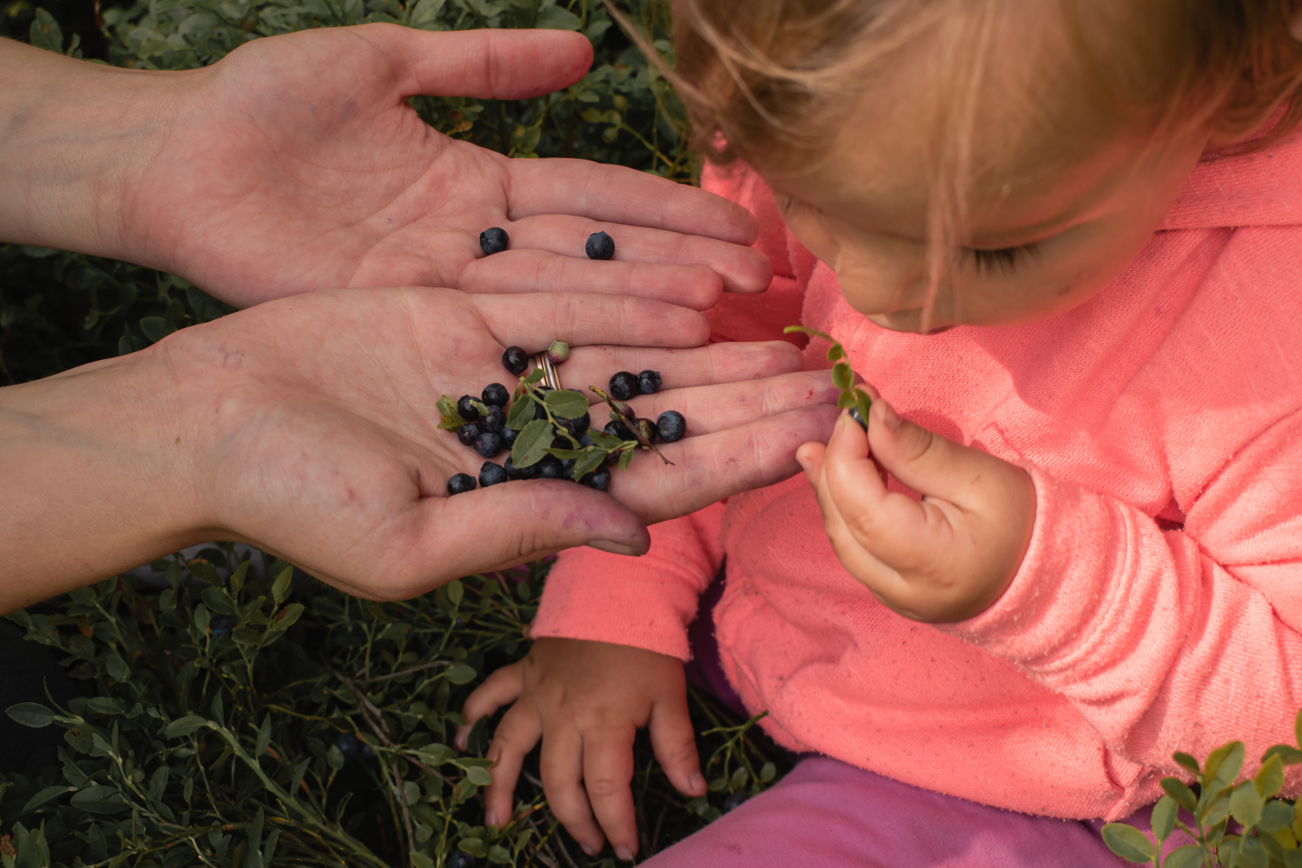 Сбор ягод. Gorskinadarya.ru