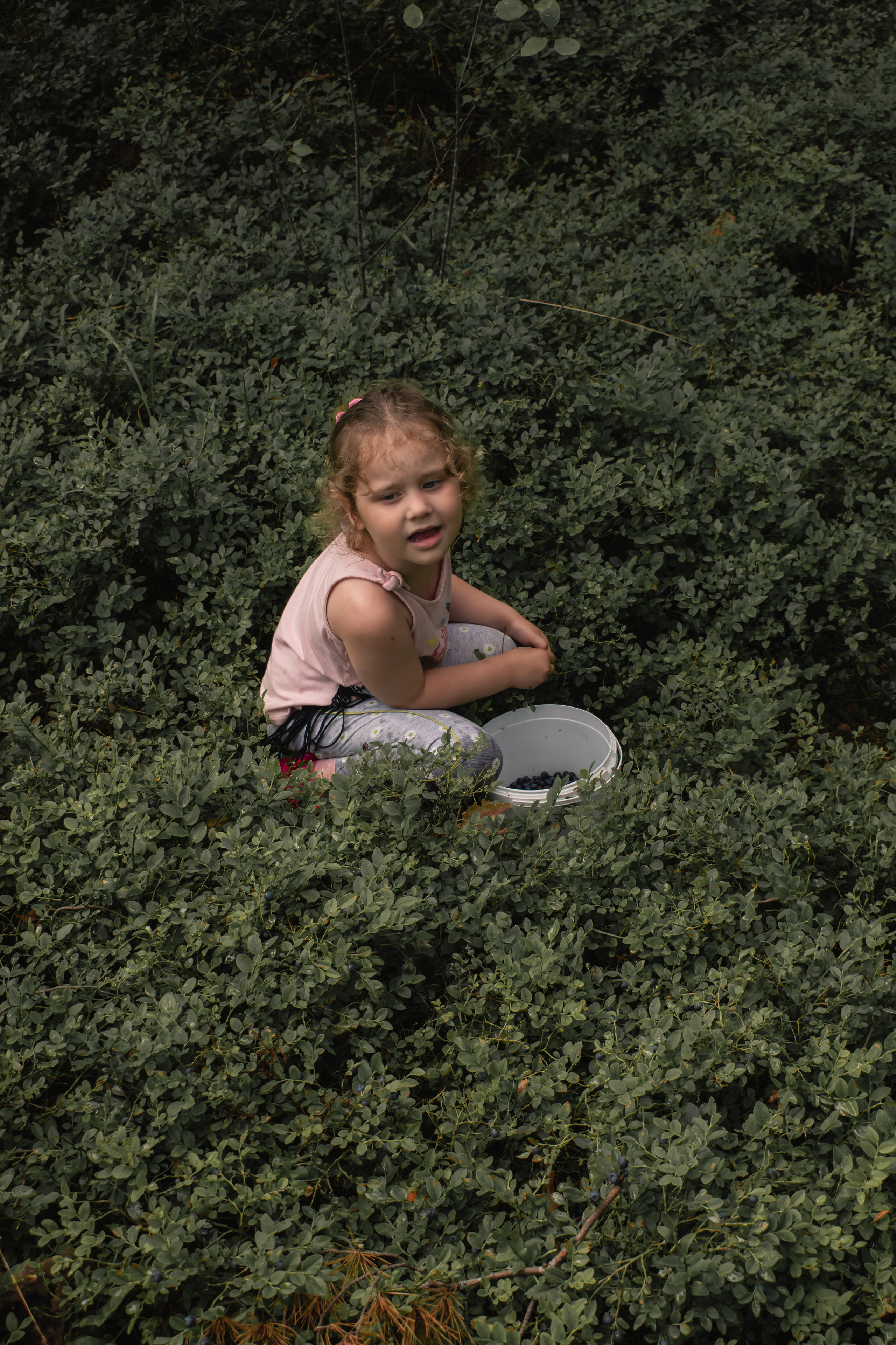 Сбор ягод. Gorskinadarya.ru