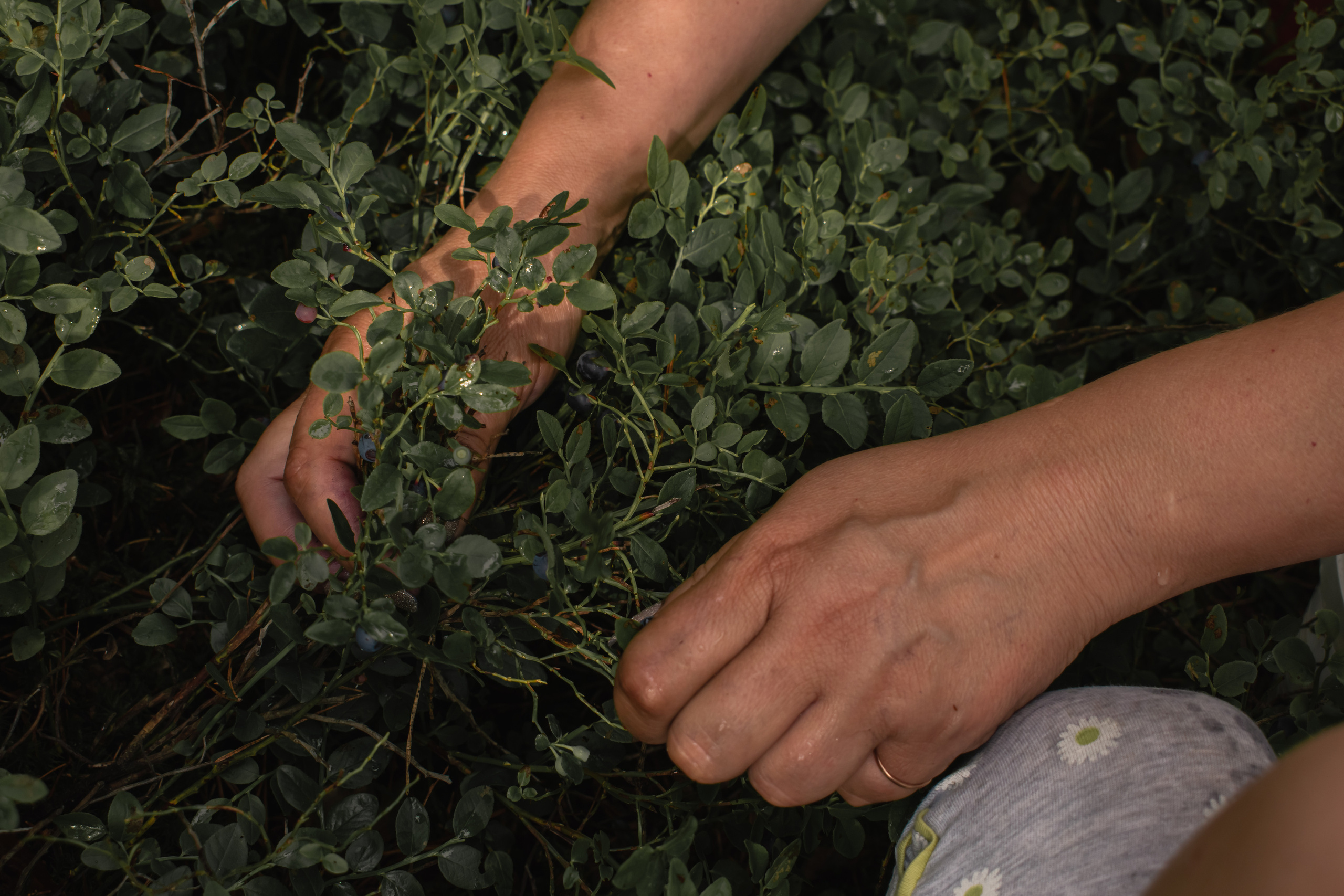 Сбор ягод. Gorskinadarya.ru