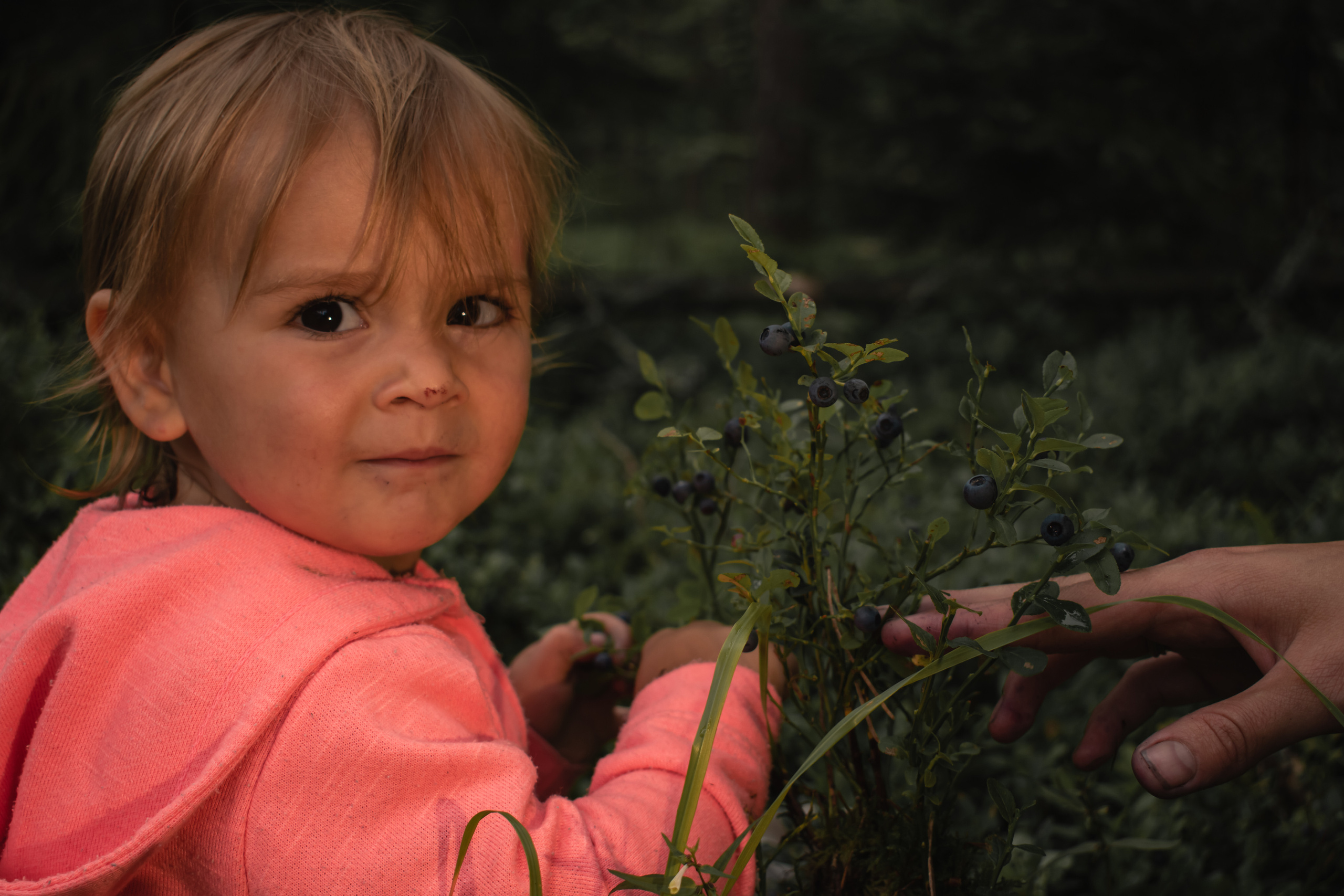 Сбор ягод. Gorskinadarya.ru