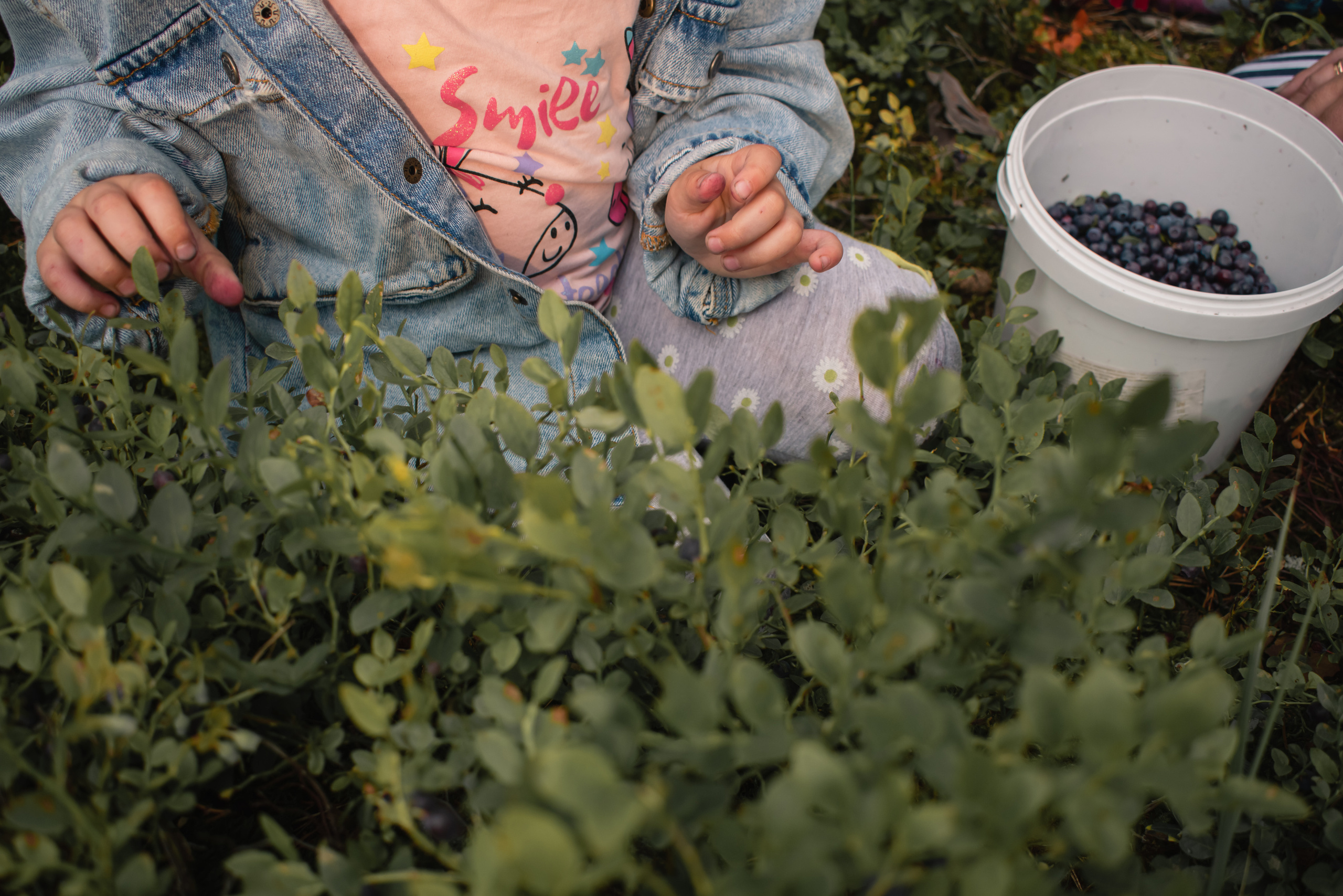 Сбор ягод. Gorskinadarya.ru