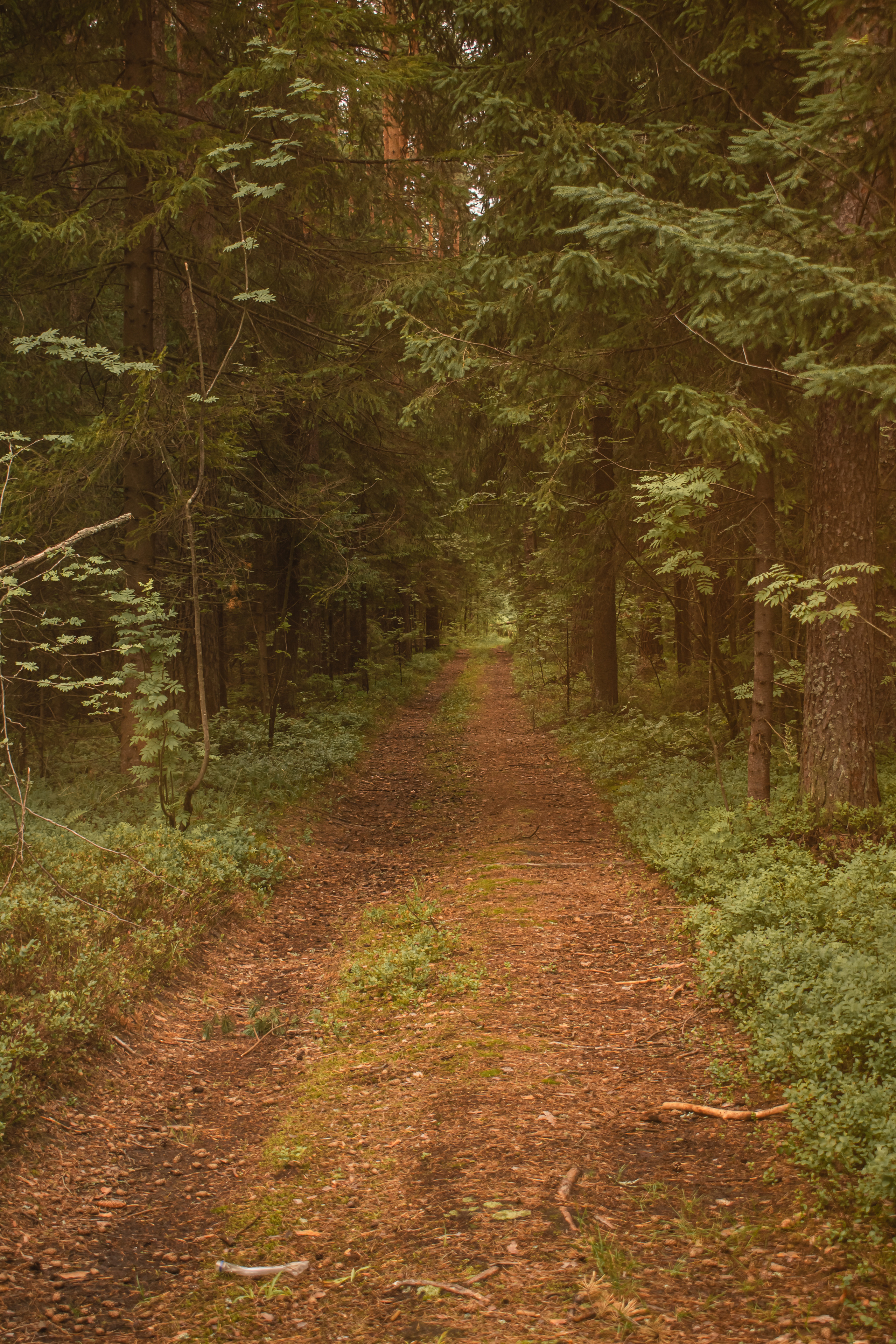 Сбор ягод. Gorskinadarya.ru