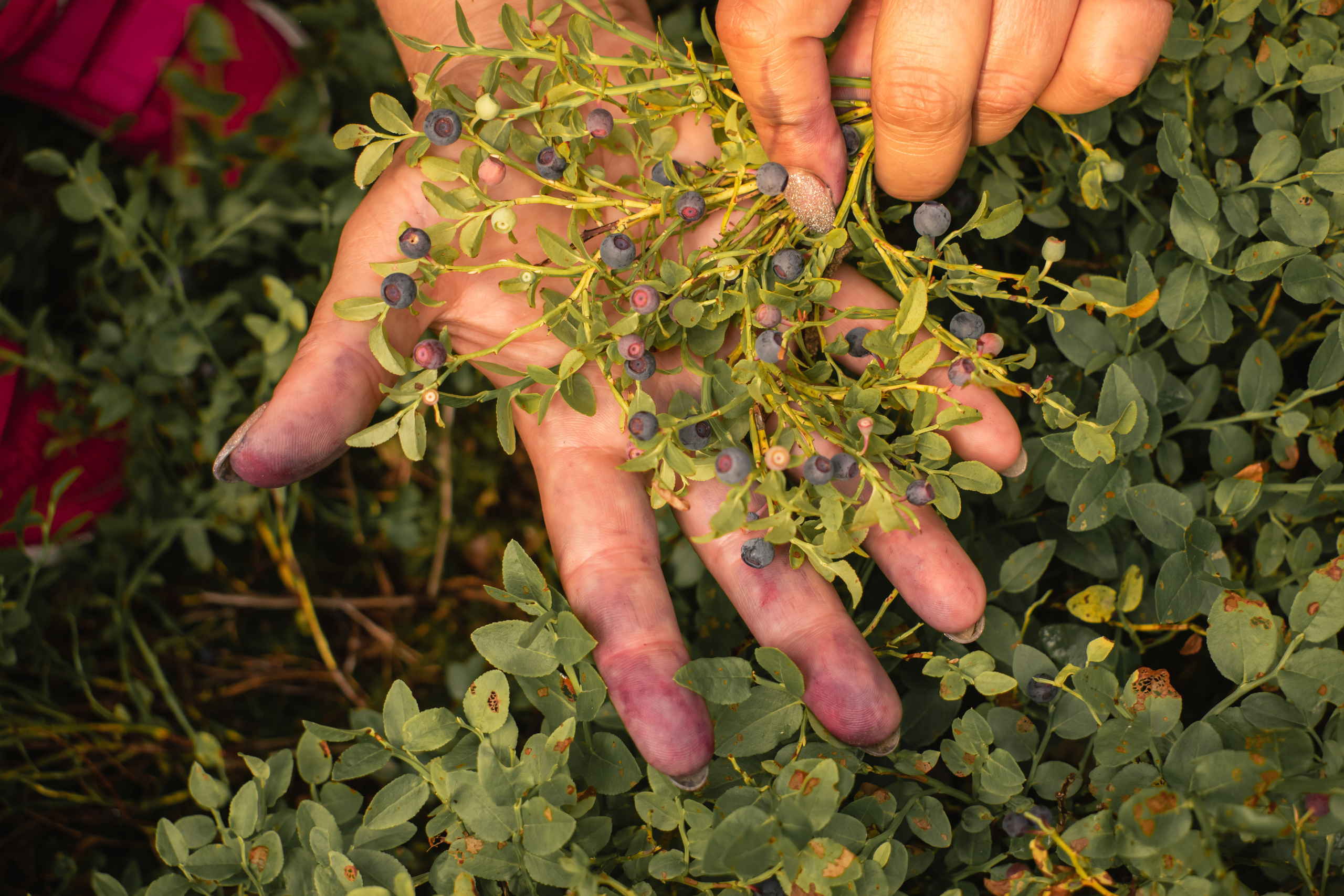 Сбор ягод. Gorskinadarya.ru