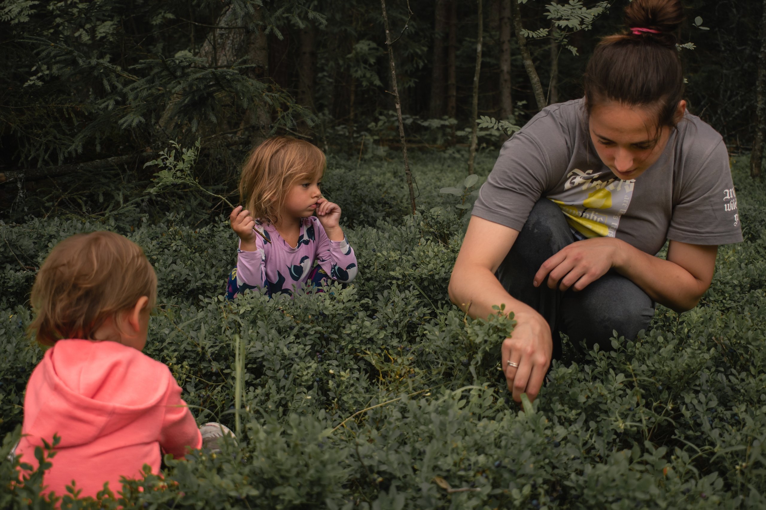 Сбор ягод. Gorskinadarya.ru