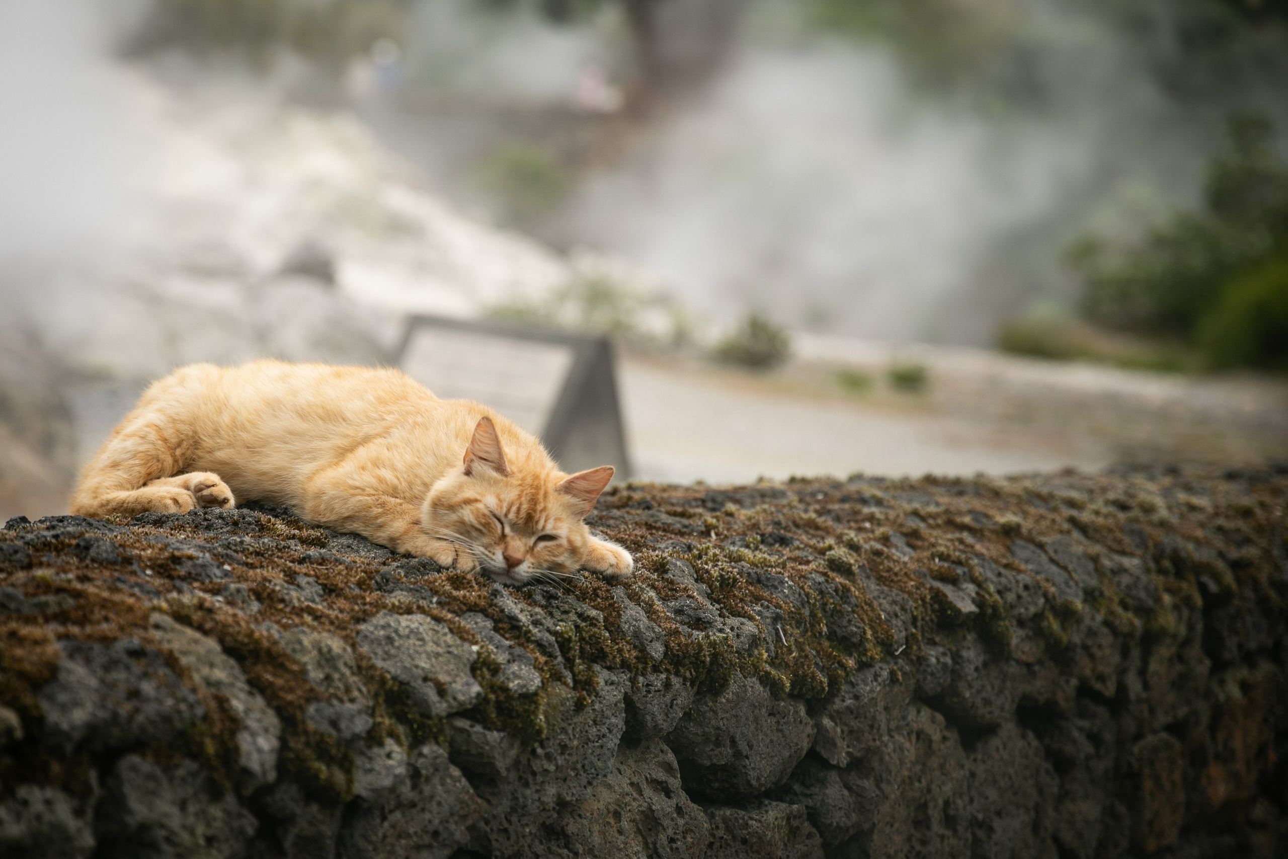 A cat resting