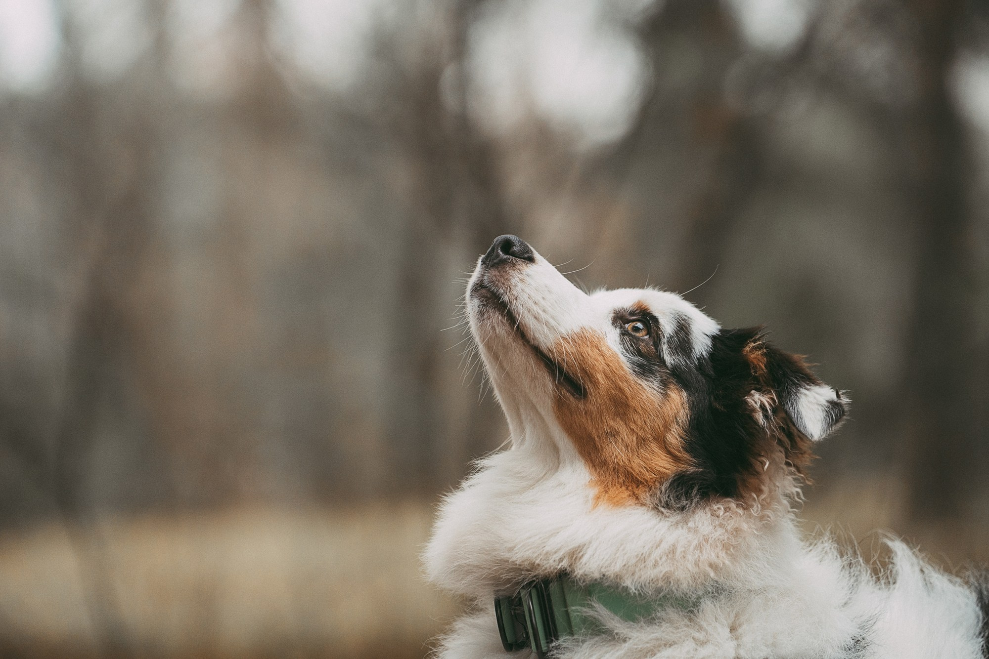Лиза и Бублик. Фотограф анималист в Москве и Санкт-Петербурге Свиридова Анна