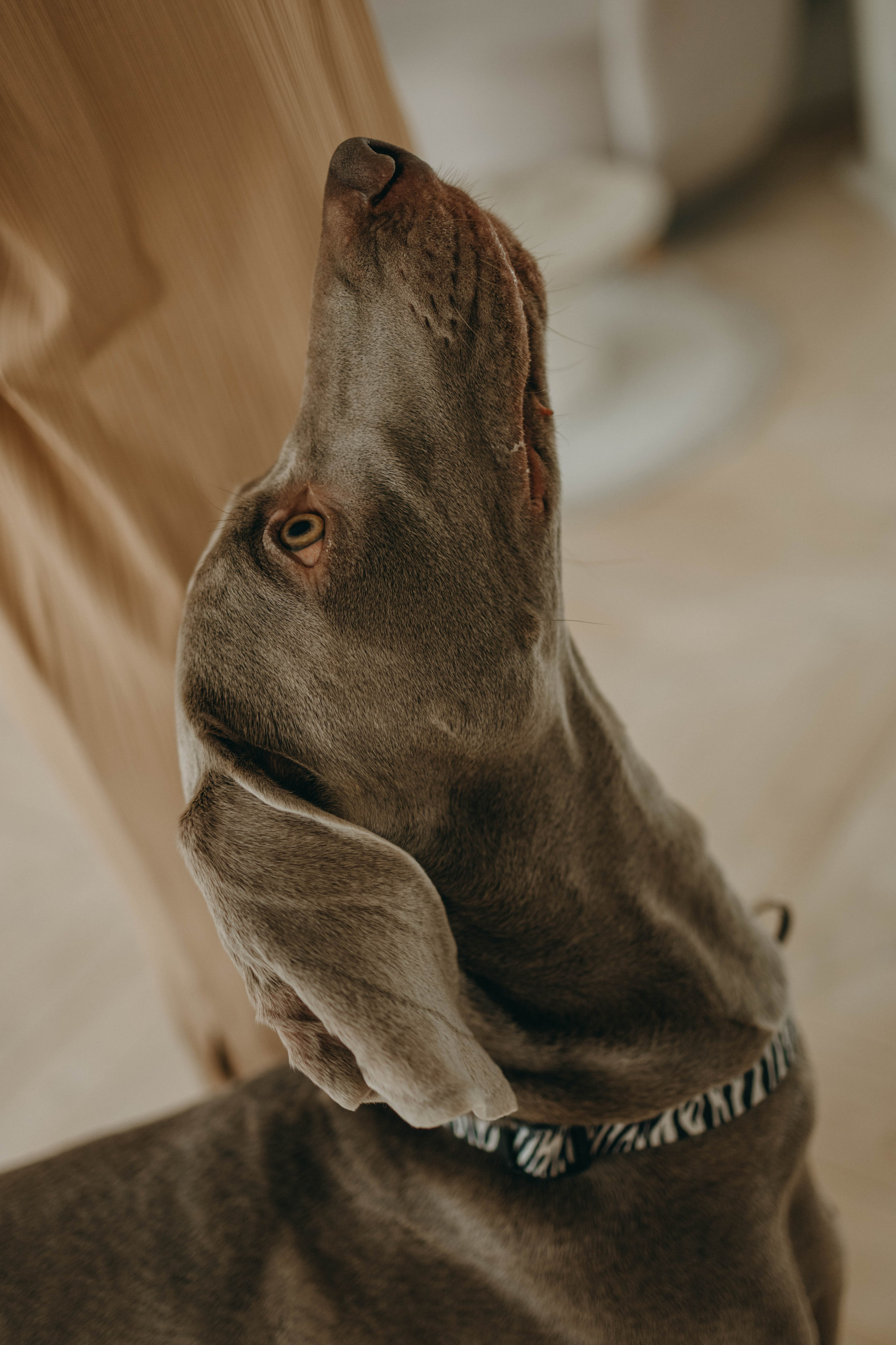 Фотосессия в студии с собакой. Фотограф-анималист в Екатеринбурге | Кристина