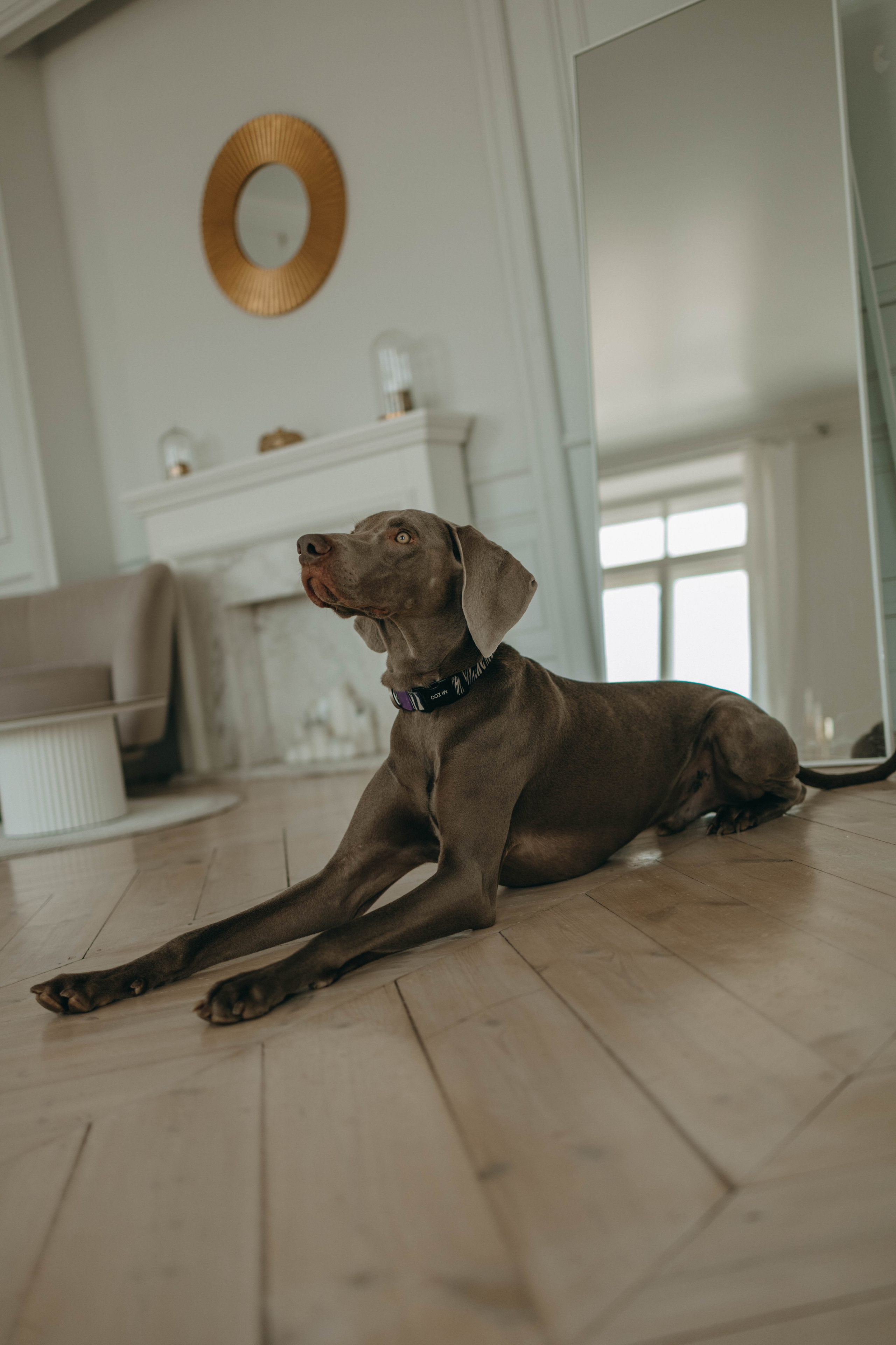 Фотосессия в студии с собакой. Фотограф-анималист в Екатеринбурге | Кристина