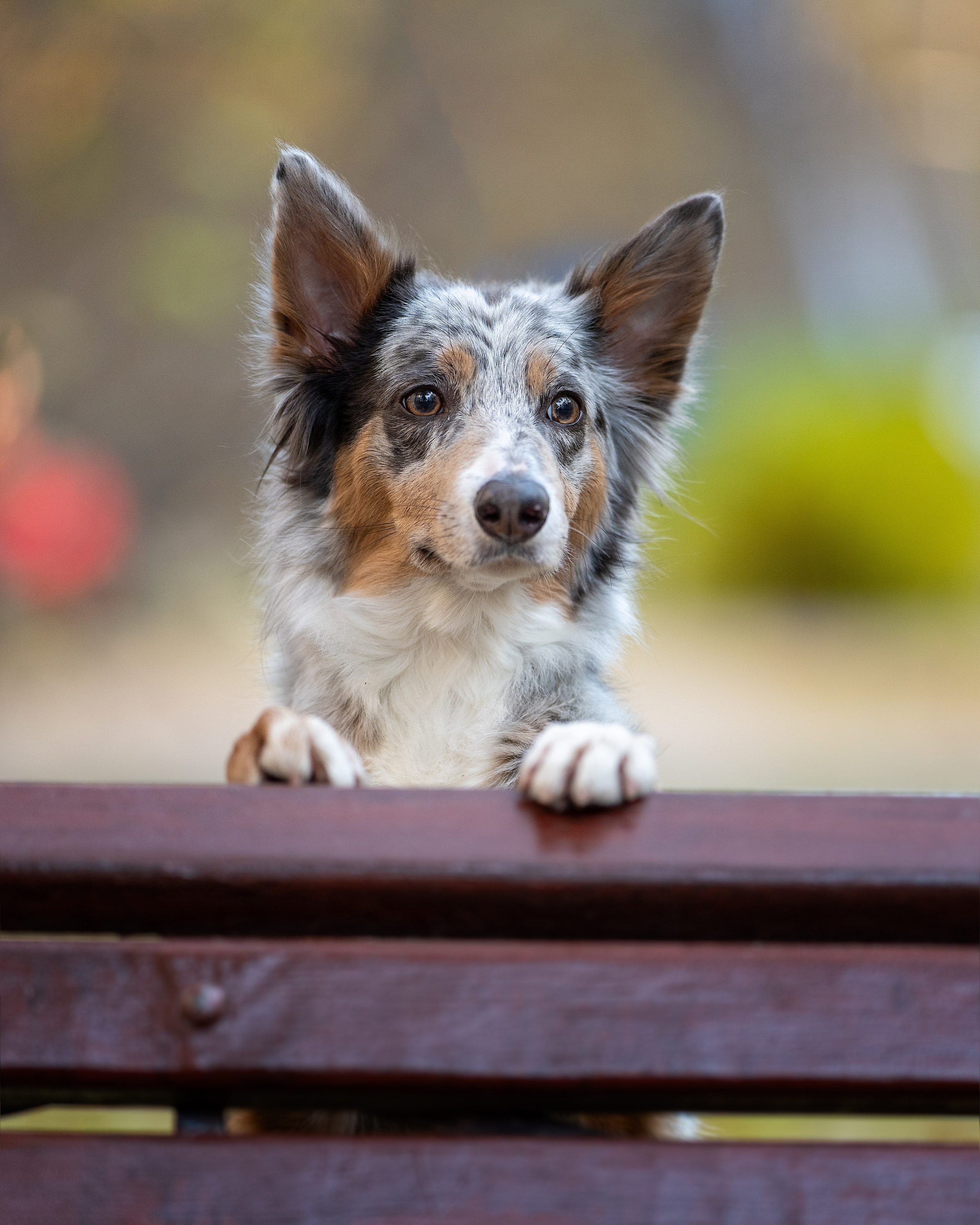 Бордер колли Флора. Главная