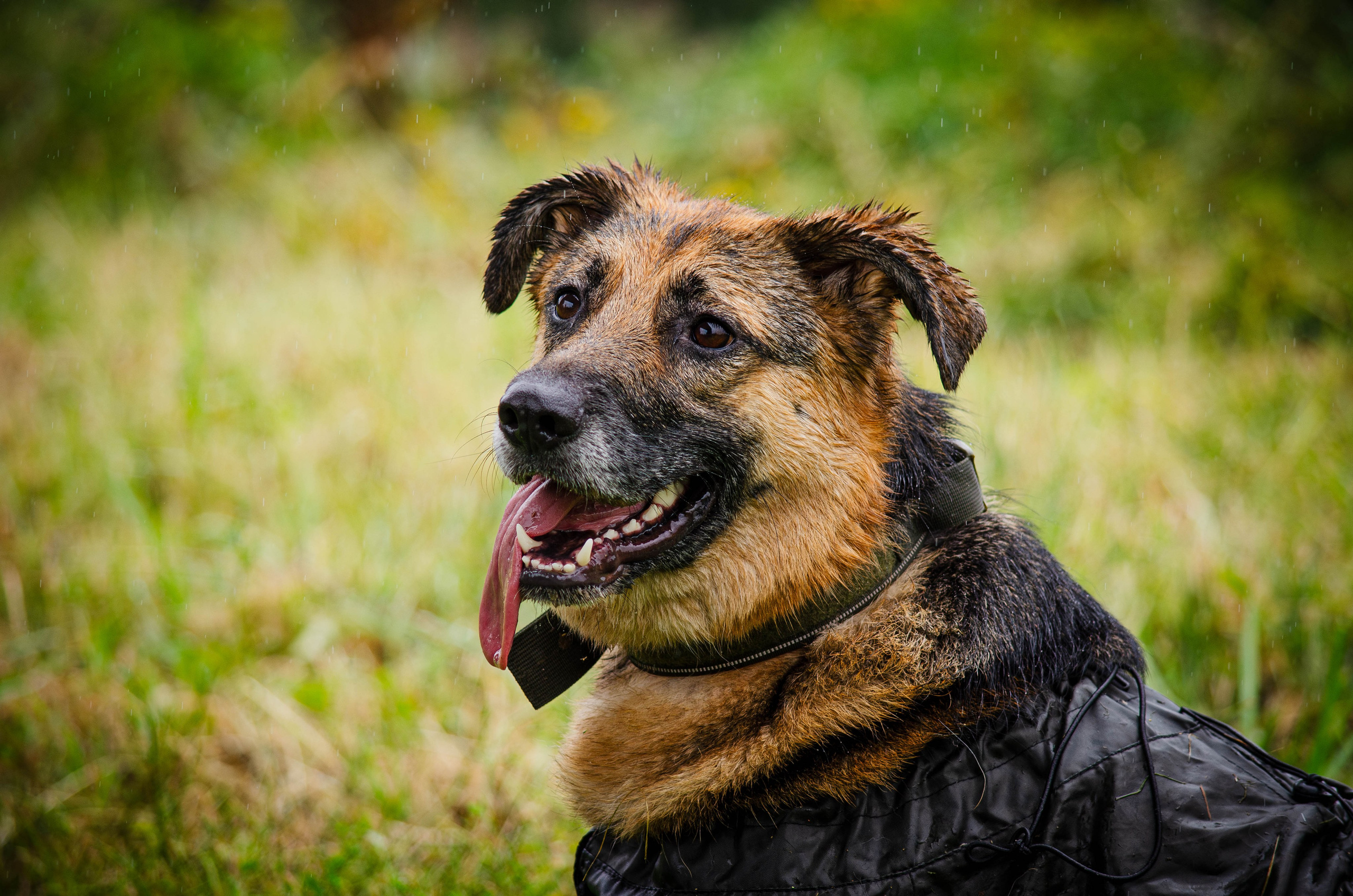 Арья и Оззи. Фотограф Светлана Блинова, Москва и Московская область