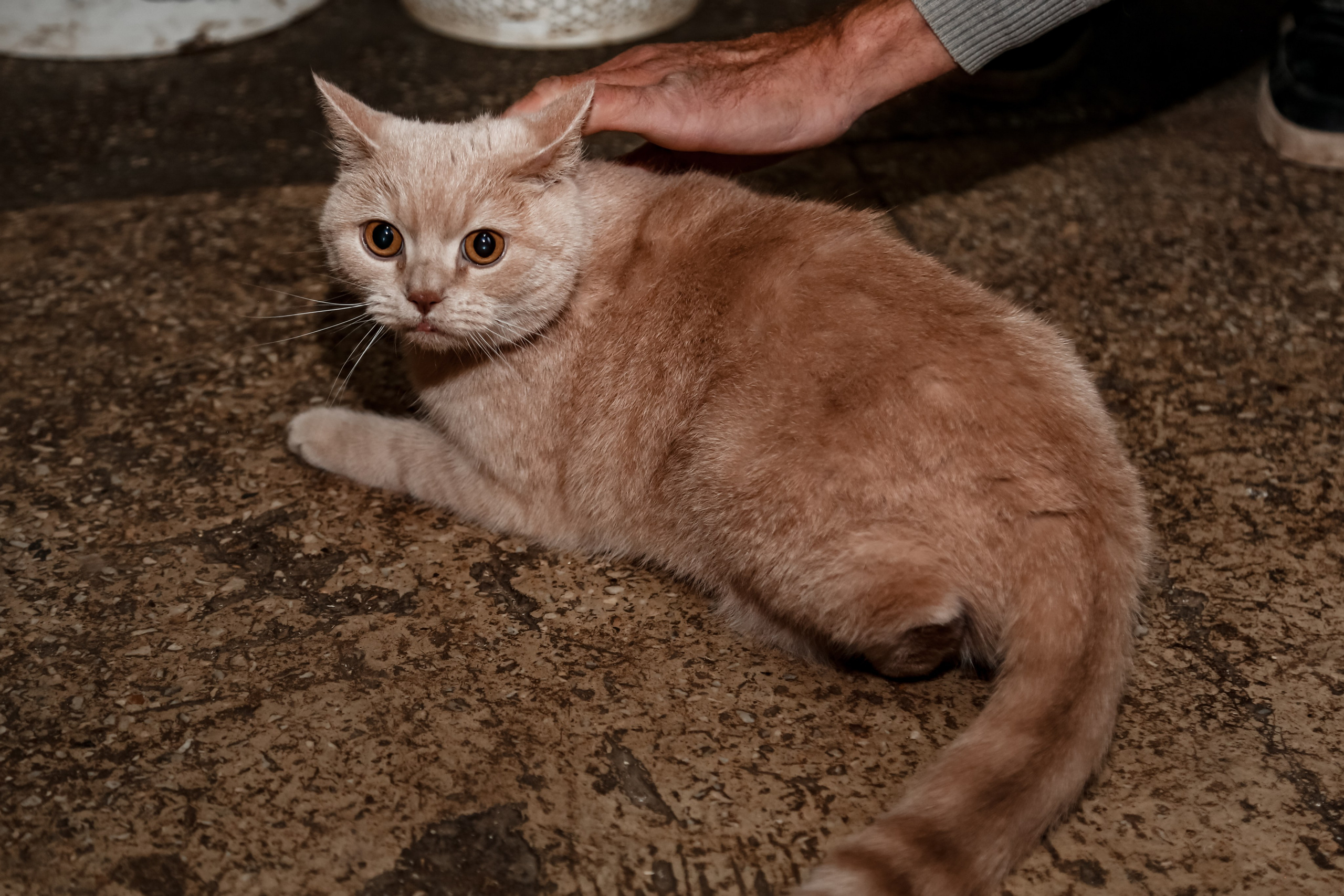 Приют Кошкин Дом Филимоша. Ваш фотограф в Оренбурге Рощупкина Екатерина