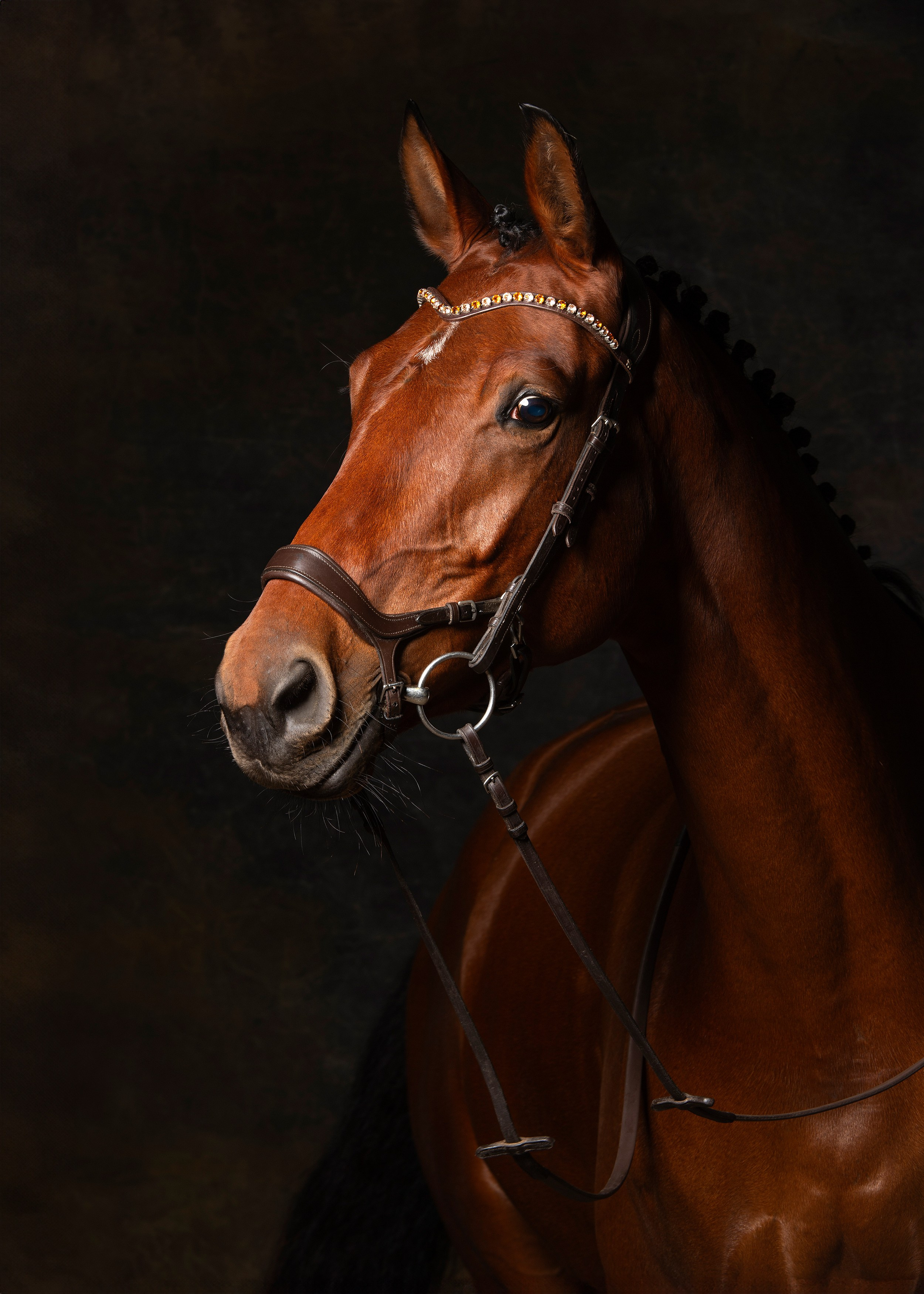 Лошади в студии. Лана Петрова, фотограф