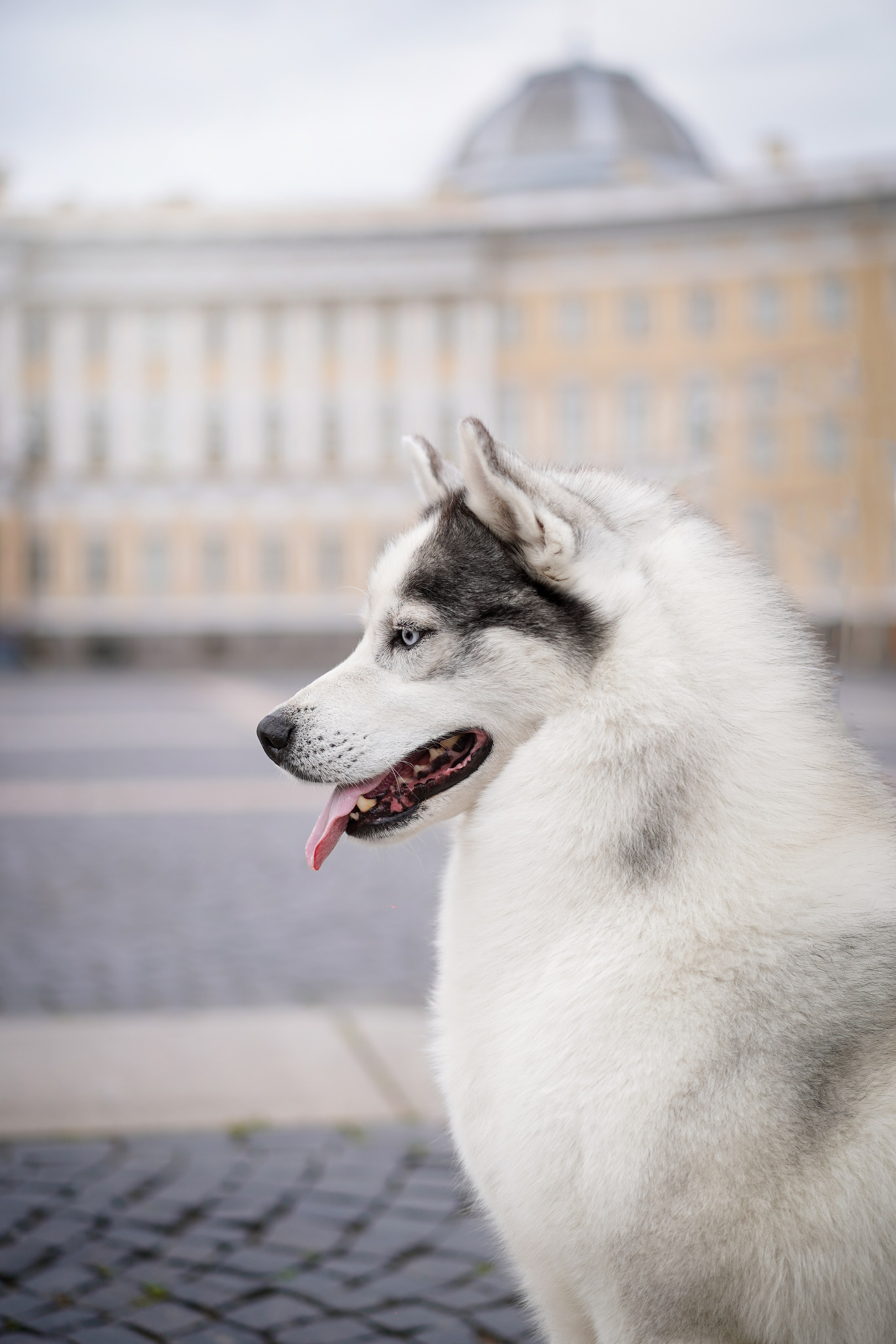 Саша Моня Вик и Гати. Фотограф-анималист в Санкт-Петербурге Яна Мартынова
