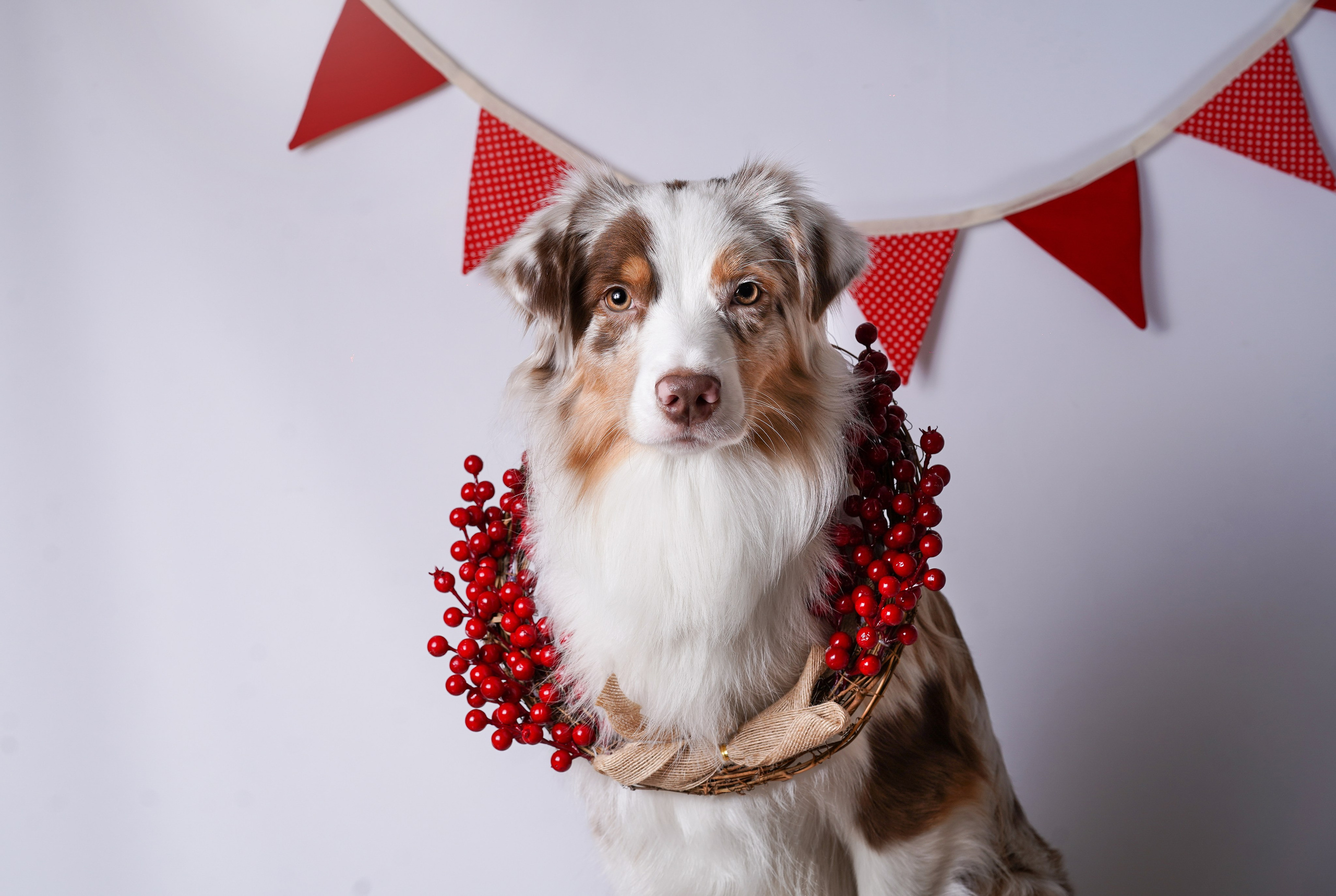 Панда Сэм и Маффин. Фотограф-анималист в Санкт-Петербурге Яна Мартынова