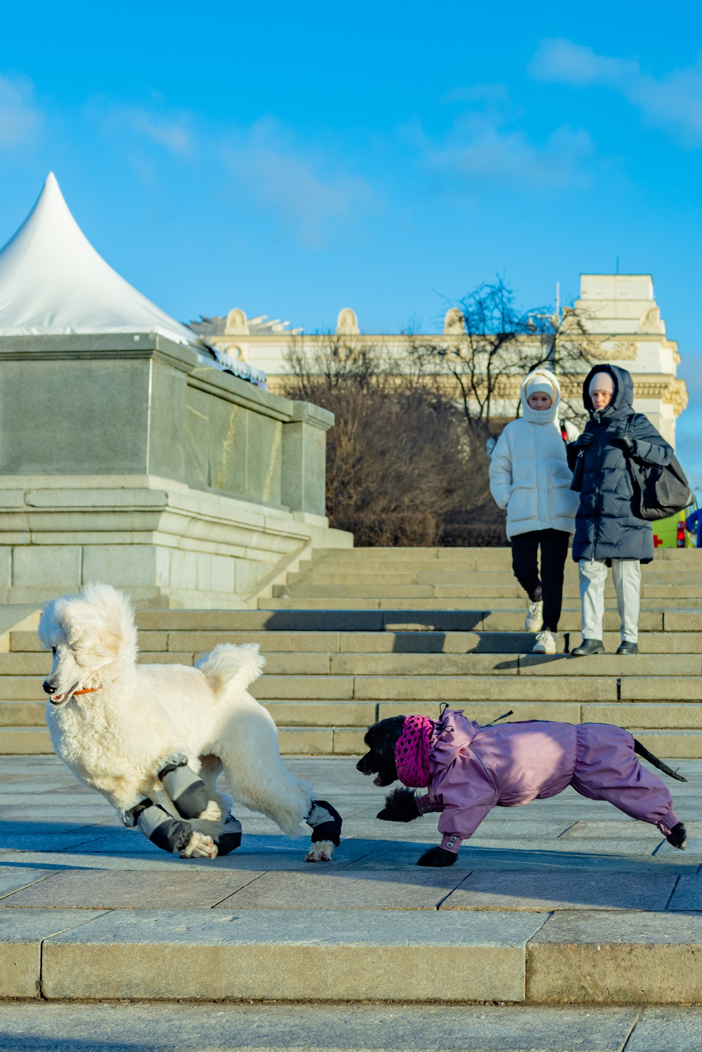 Клуб грумеров (прогулка и семинары). Виктория Зудина — фотограф в Москве