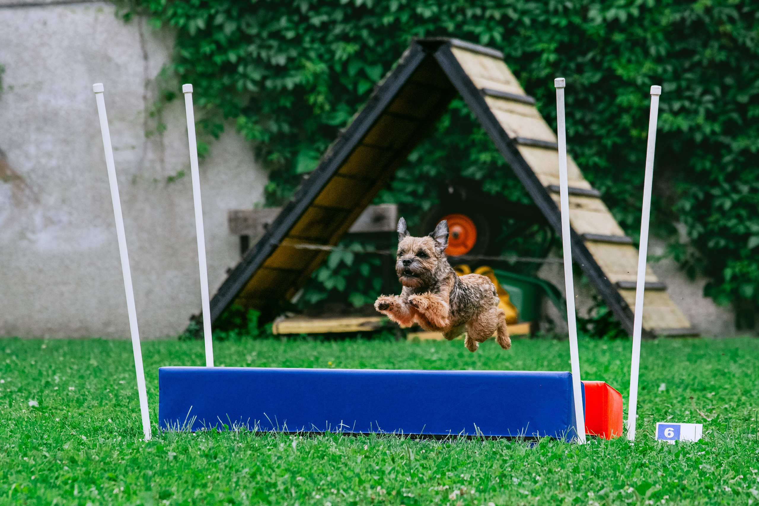 Соревнования по аджилити Долгопрудный 30.06.2025. Фотограф-анималист Татьяна Степанова