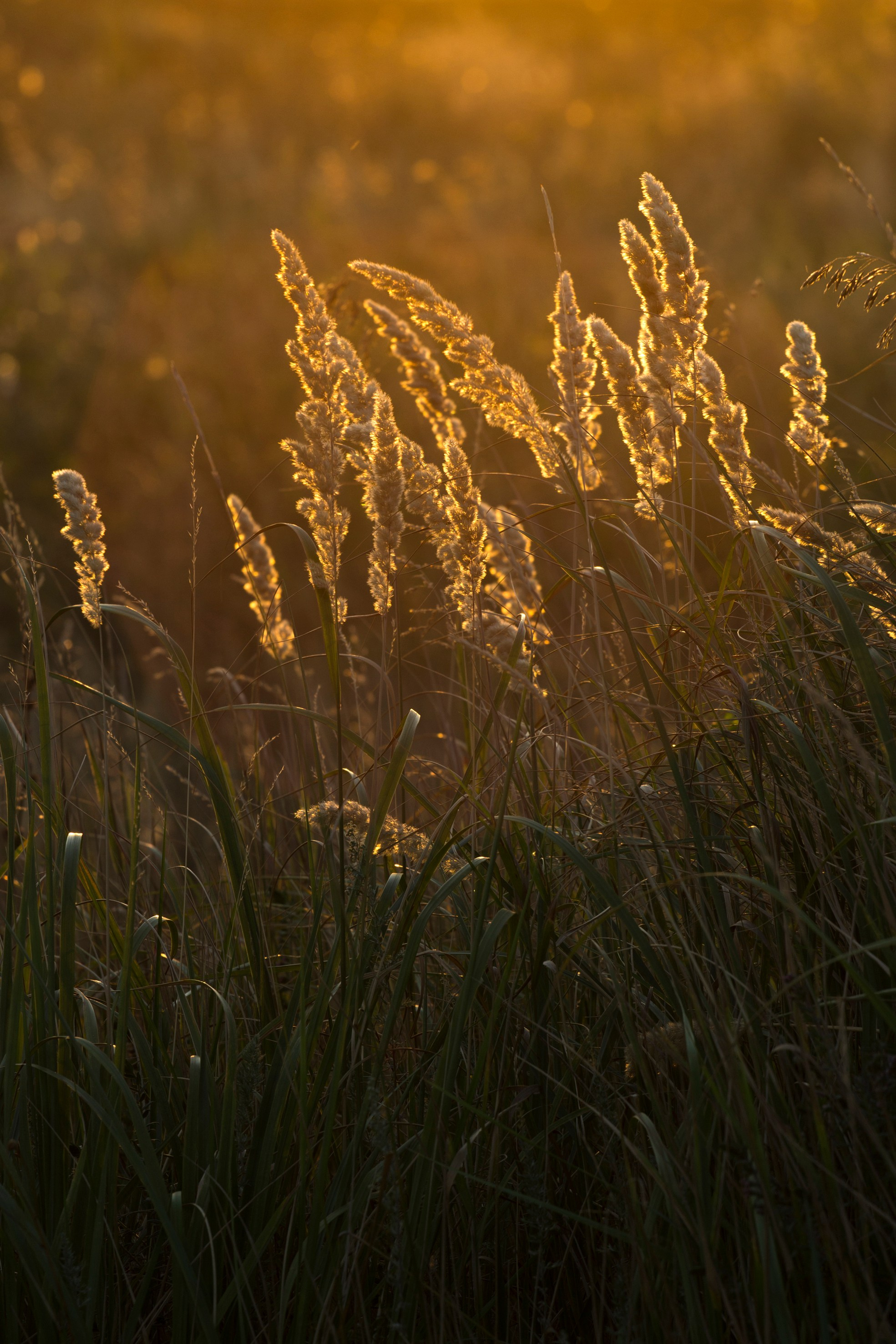 Природа. Команда фотографов Кристины Ивановой