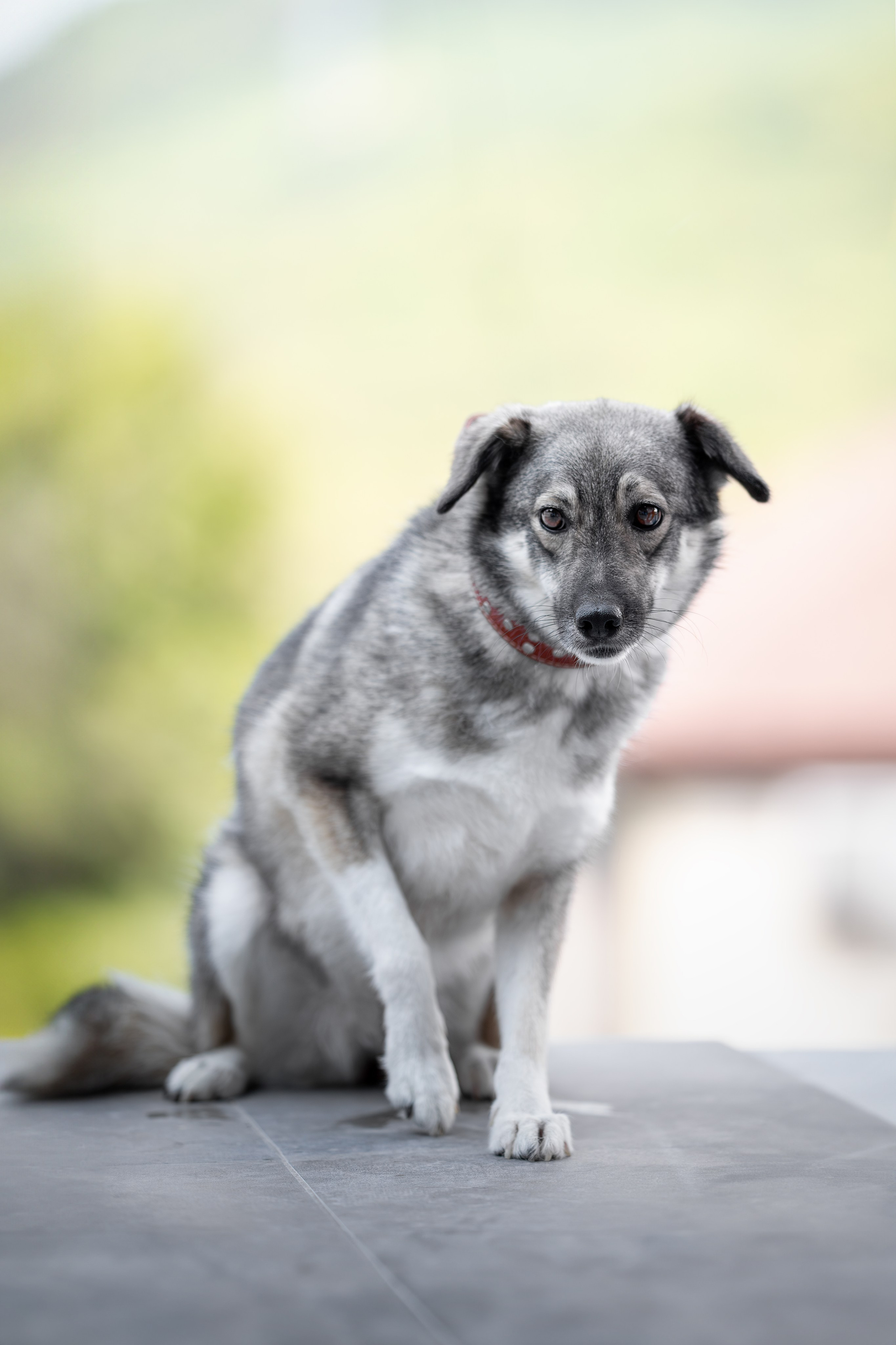 Мини-приют «Возрождение». Ирина Голомб|Фотограф-анималист в  Сочи и Калининграде