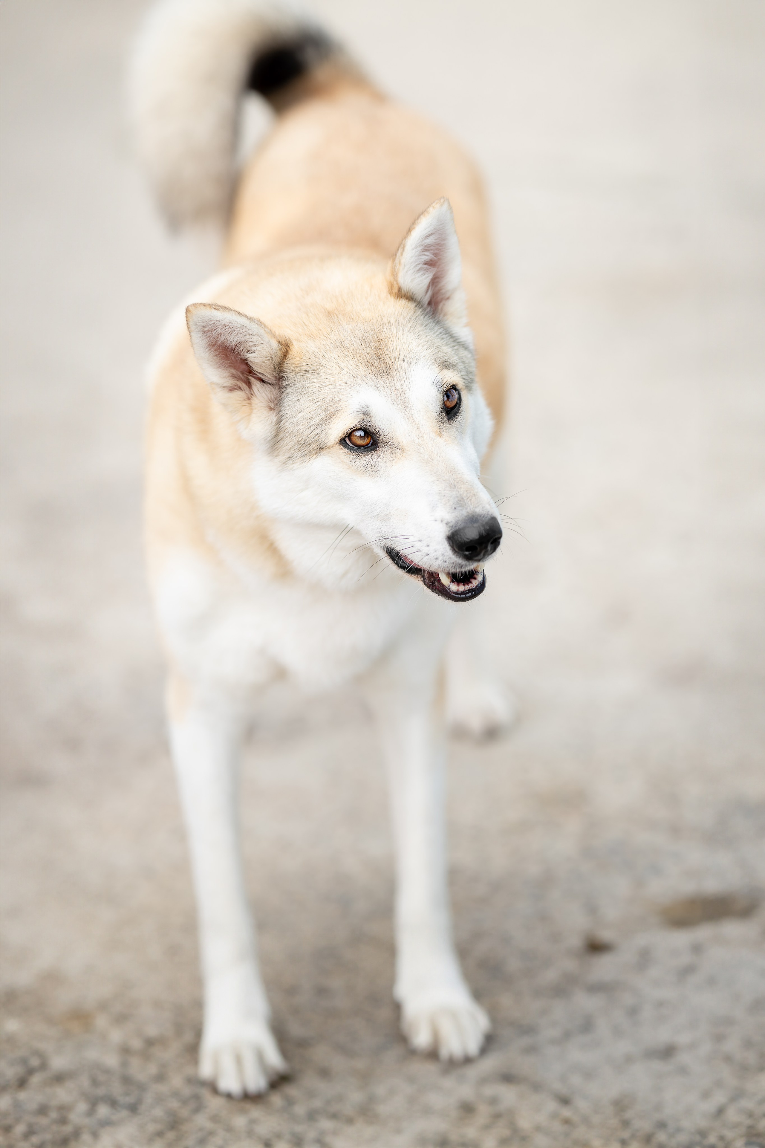 Мини-приют «Возрождение». Ирина Голомб|Фотограф-анималист в  Сочи и Калининграде