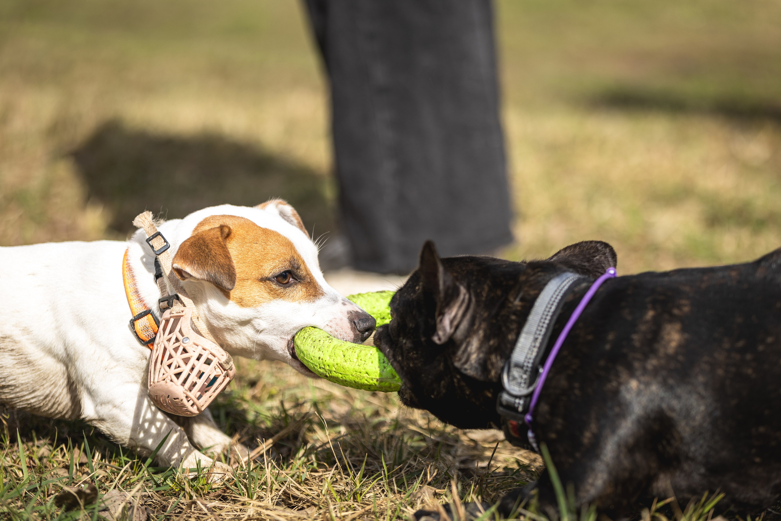 Догтуса 24.03.2024. Ирина Голомб|Фотограф-анималист в  Сочи и Калининграде