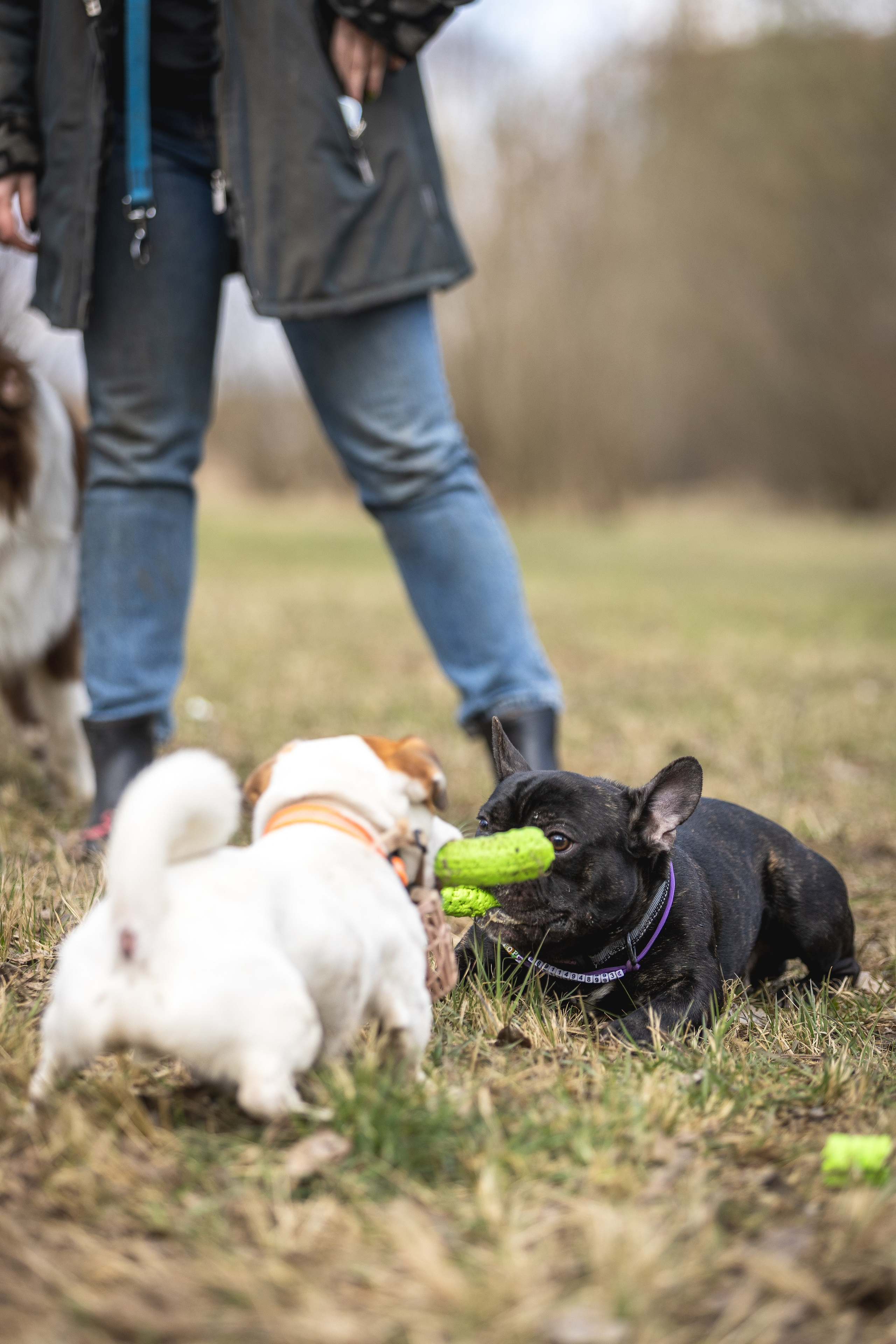 Догтуса 24.03.2024. Ирина Голомб|Фотограф-анималист в  Сочи и Калининграде