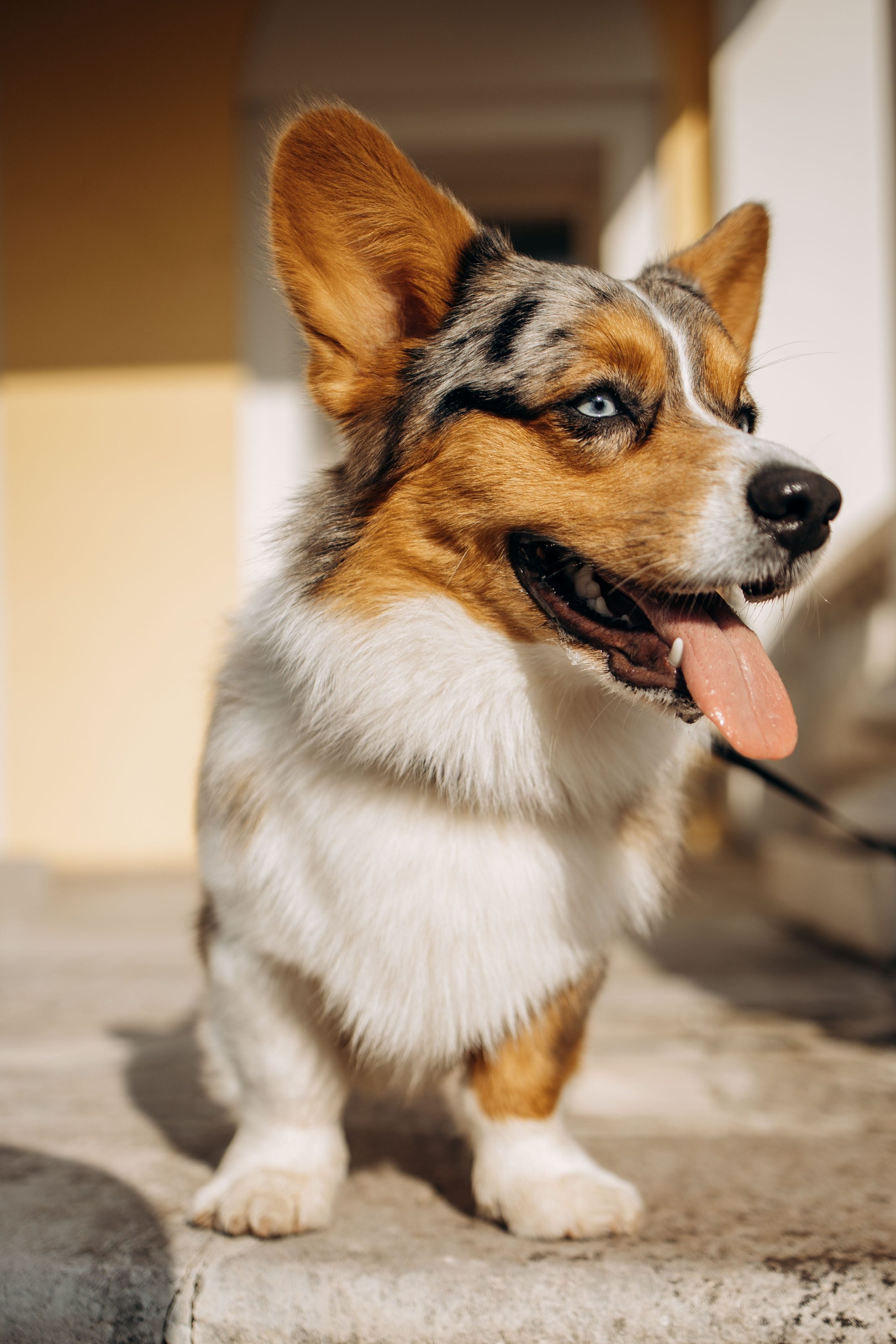 Евгения и Грей