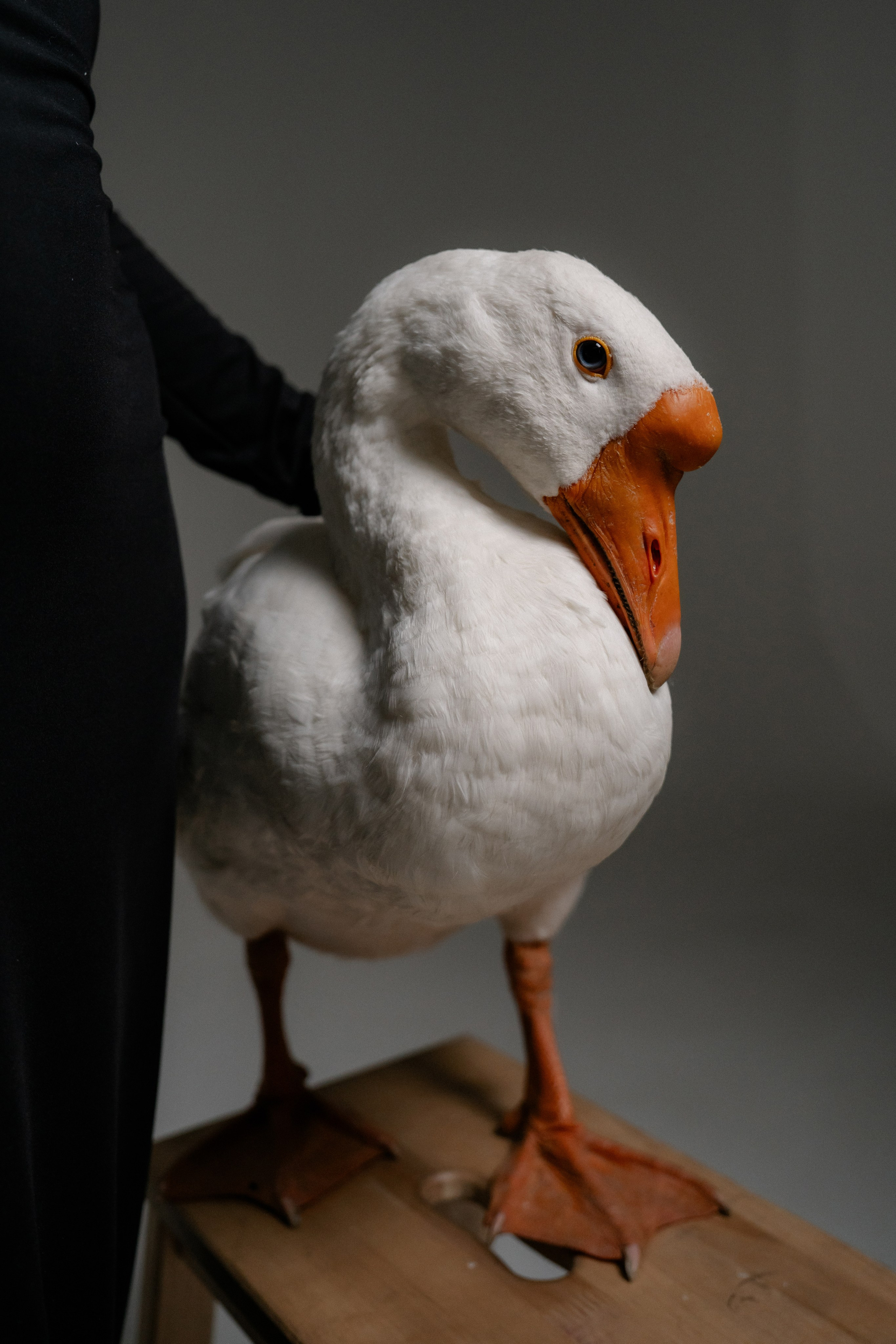 Юля и Гусь. Фотограф на мероприятие