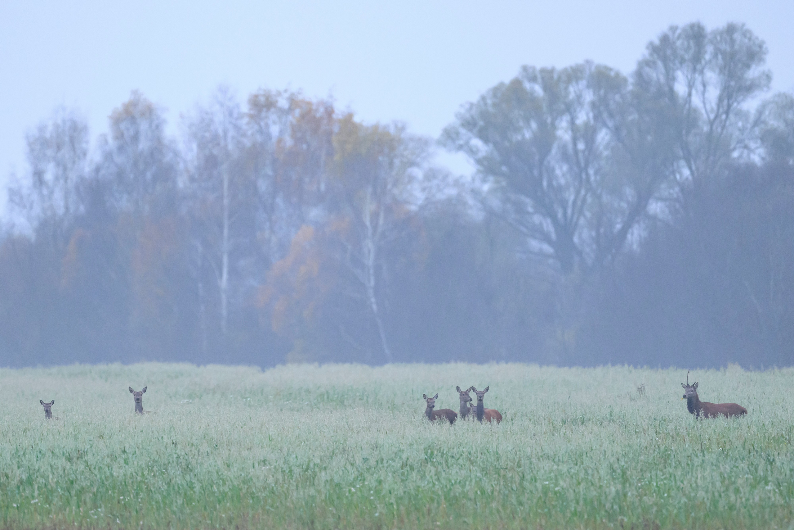 Олени. Wildlife photography by Sergey Puponin
