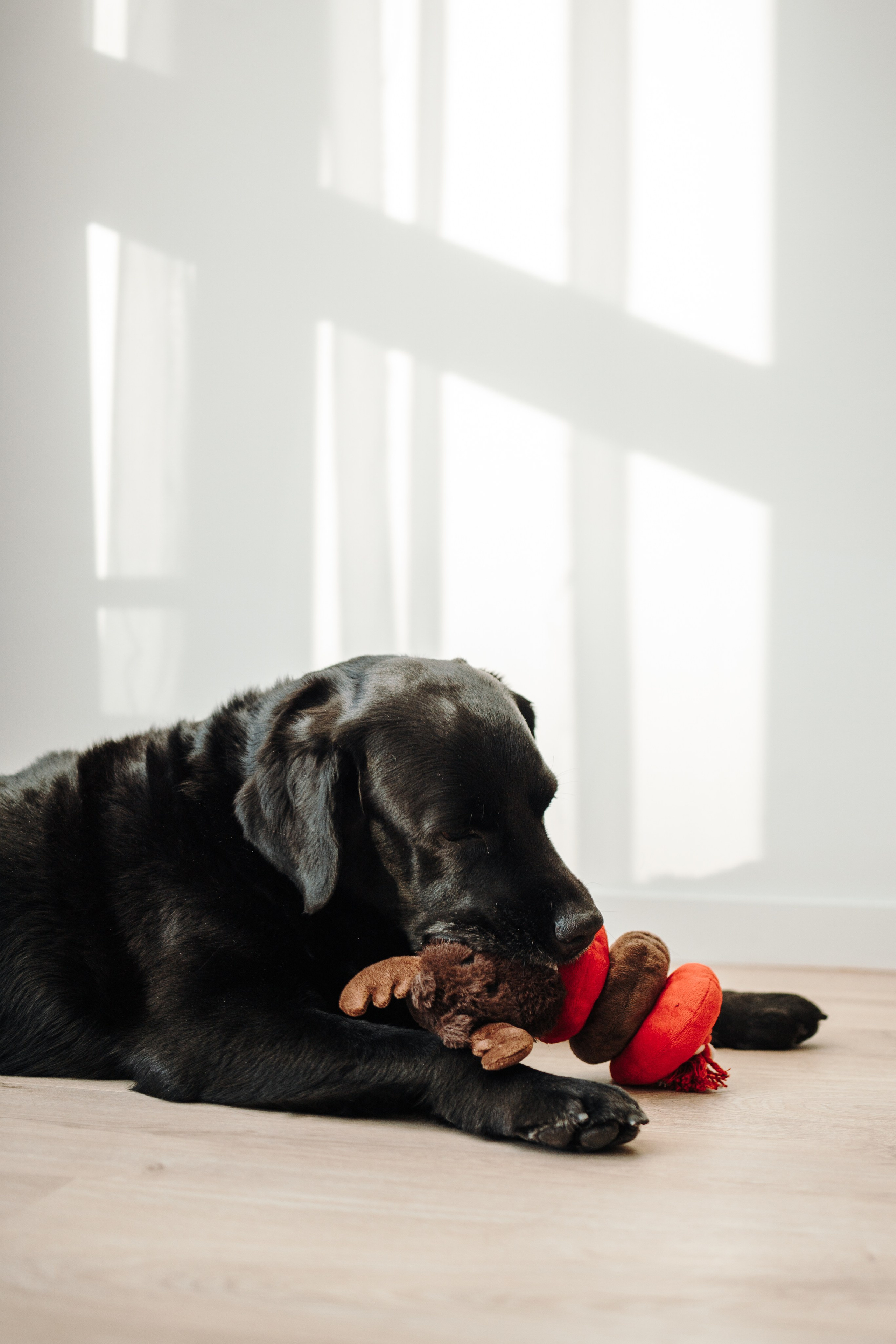 Таня и ее семья. Фотограф — Анималист | Санкт-Петербург