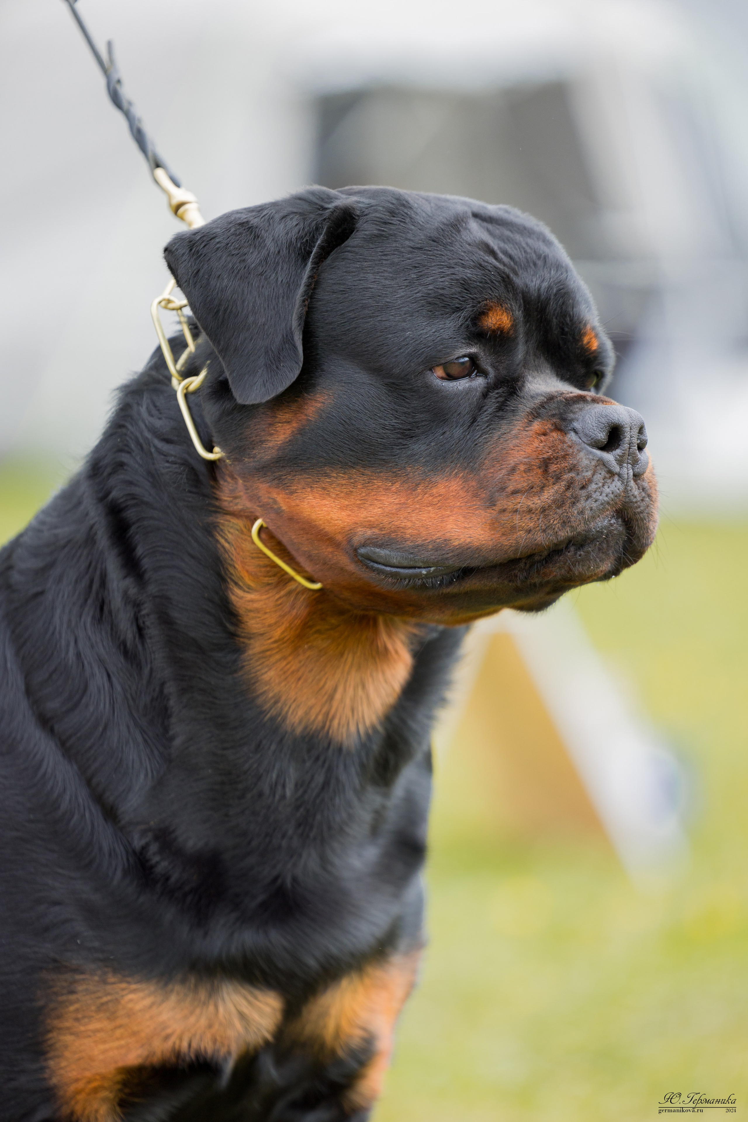 Нижний Новгород 11-12.05.2024 моно ротвейлеров. Фотограф-анималист Юлия Германика