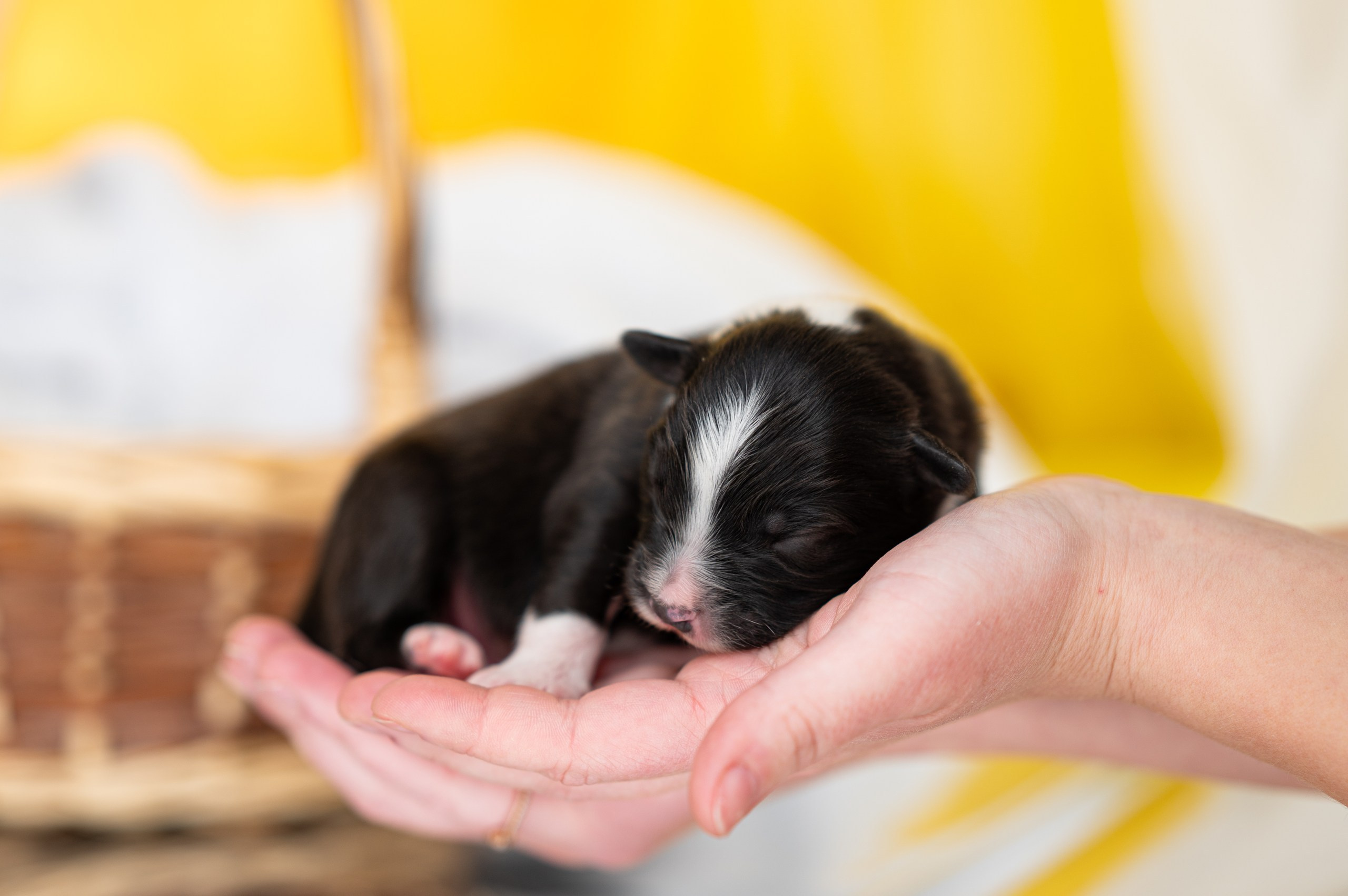 Заводчик Влада Эльман. Творческий фотограф Вологда