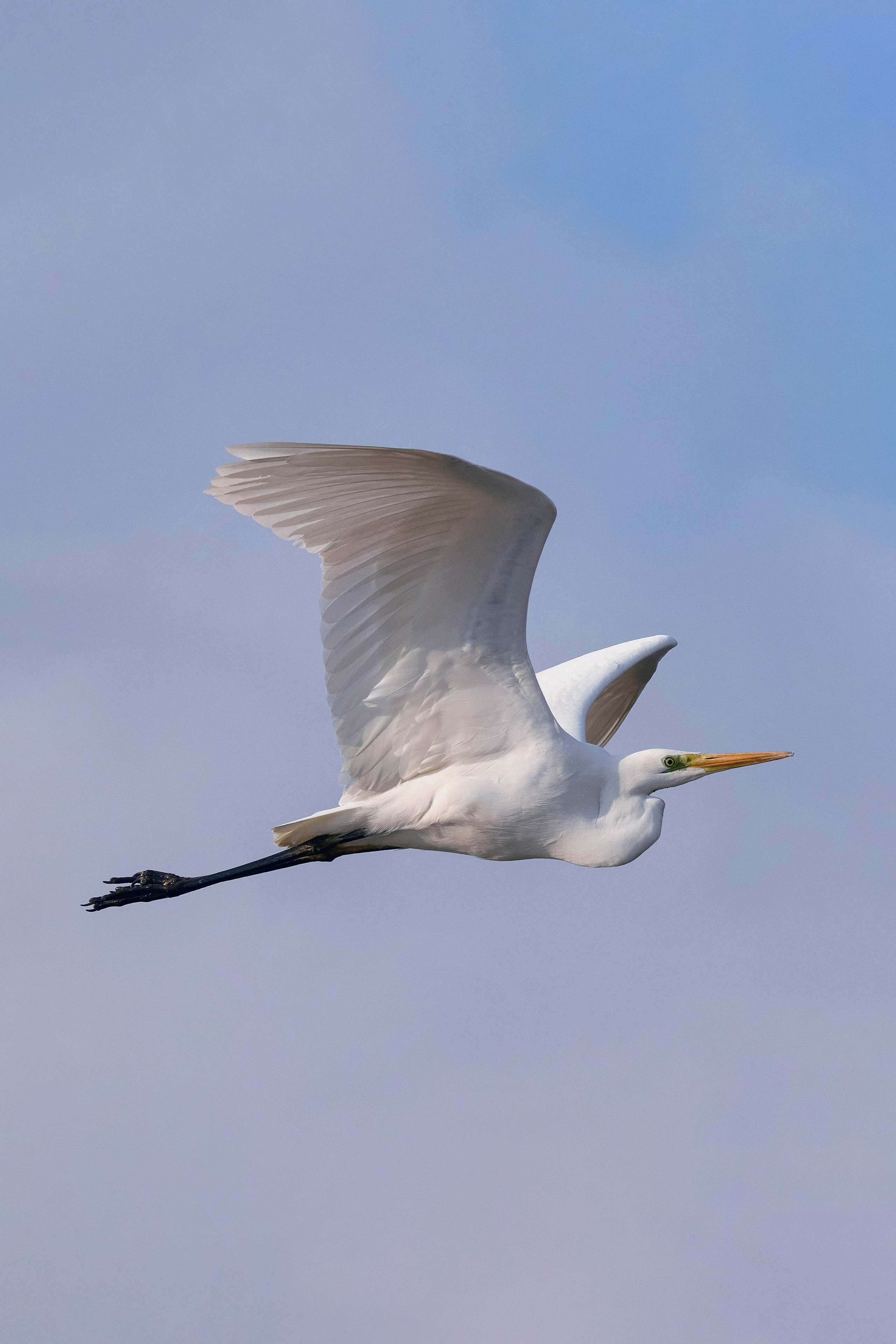 Большая белая цапля в полёте. Пример фото из подборки