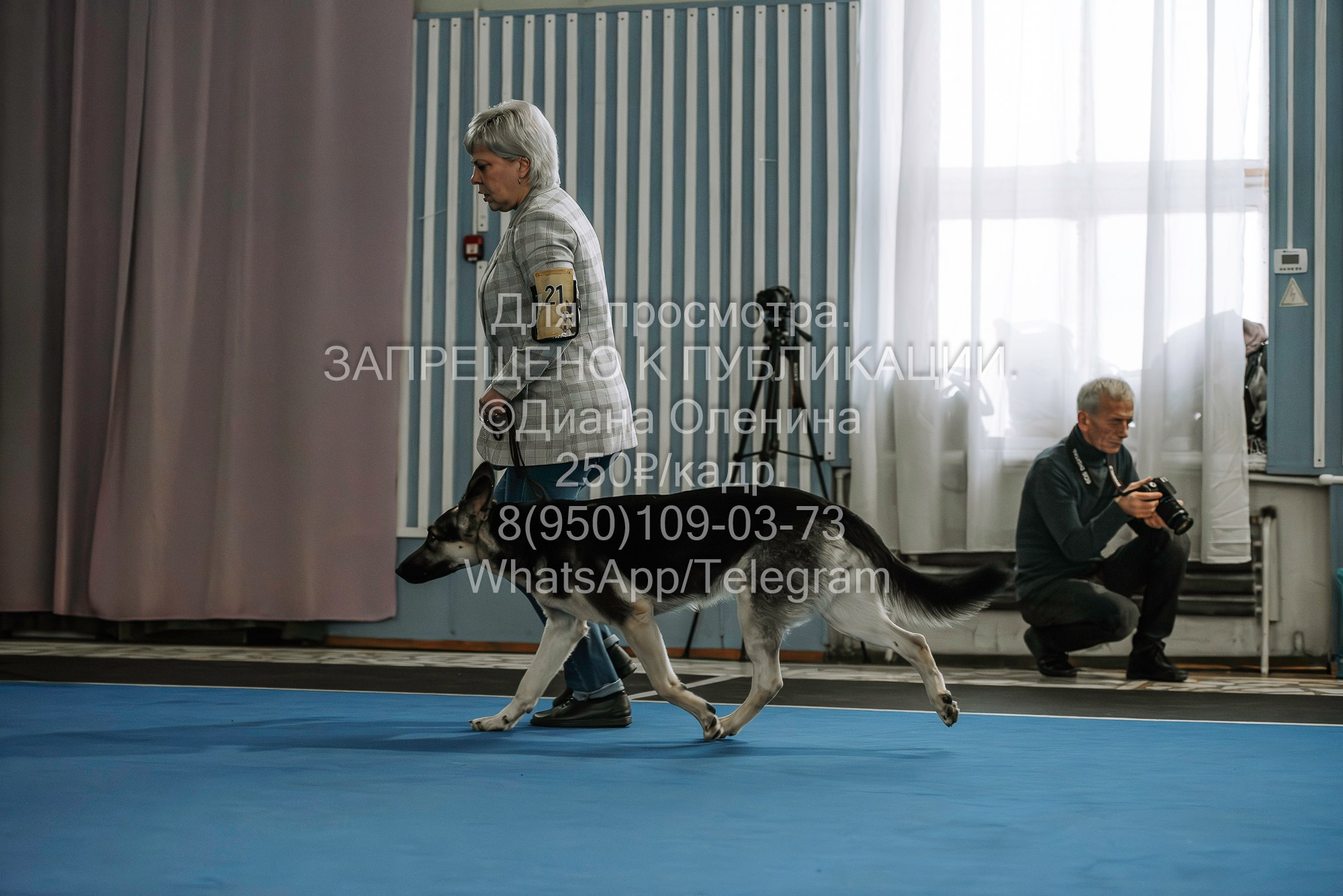 Выставка собак Красноярск 29.10.2023. Фотограф Диана Оленина Красноярск / Братск