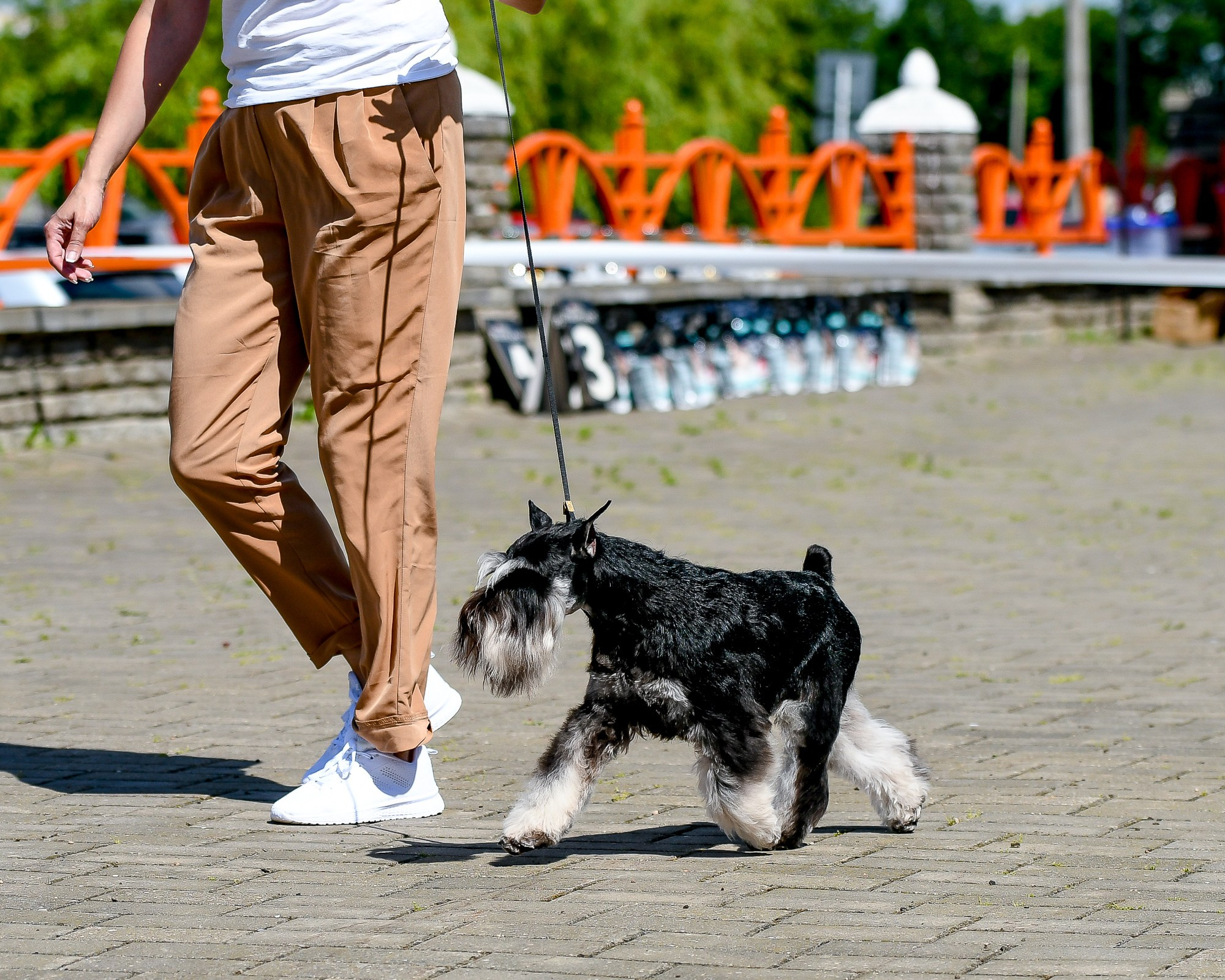 Оскар/Delinso Balance Zaffiro. Питомник цвергшнауцеров в Беларуси «Делинсо Бэлэнс»