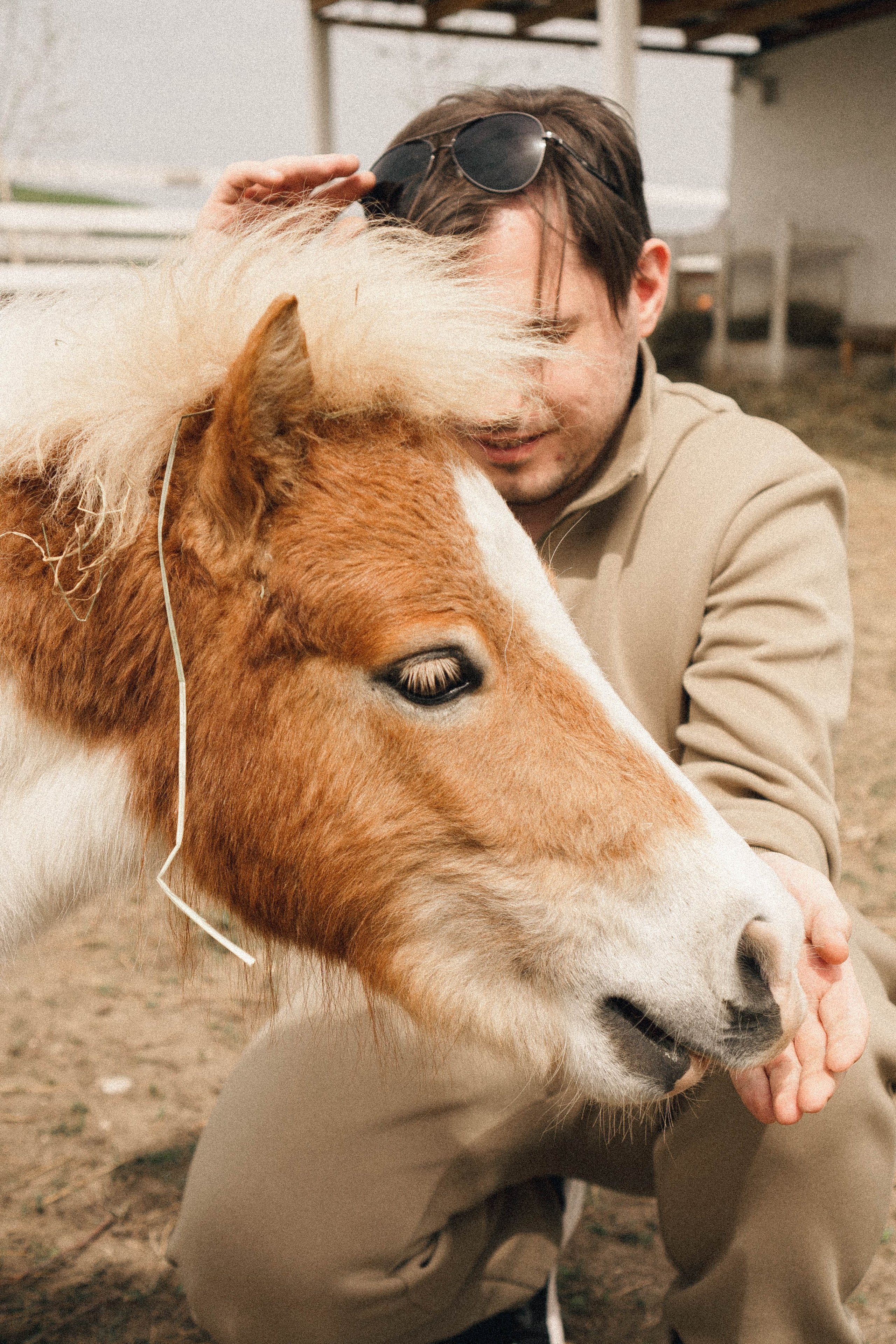 Ферма Альпак. Профессиональный фотограф, Санкт-Петербург — Виктория Богомолова