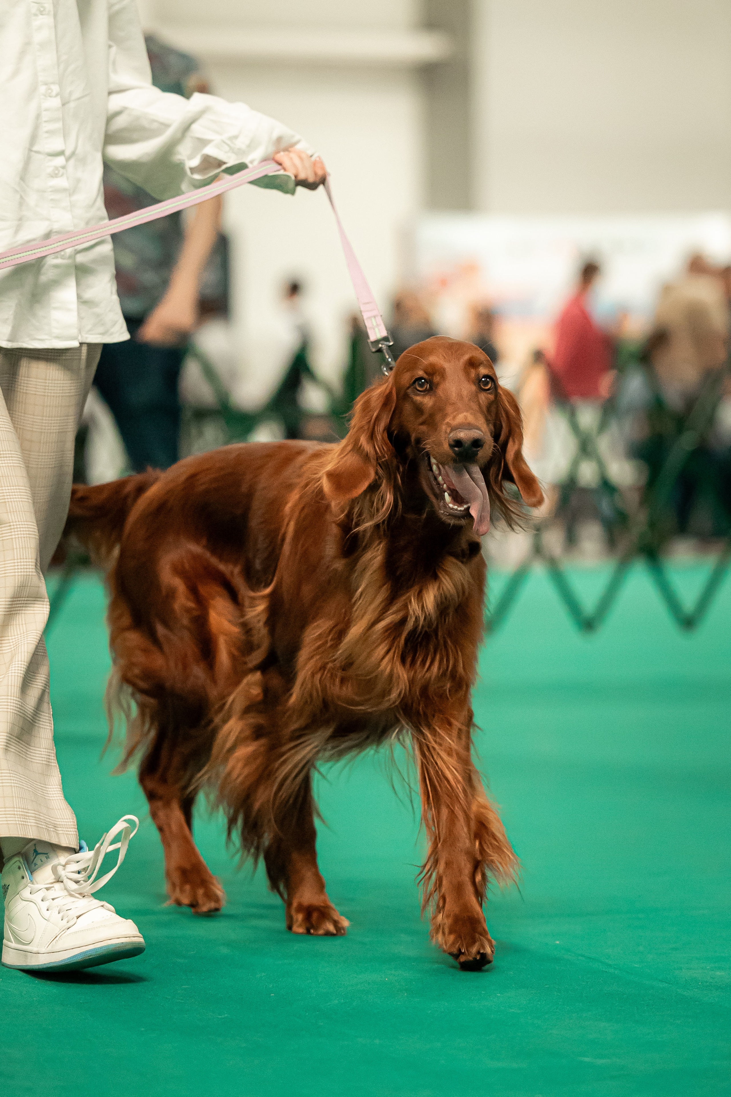 Выставка сеттеров 19.05.24
