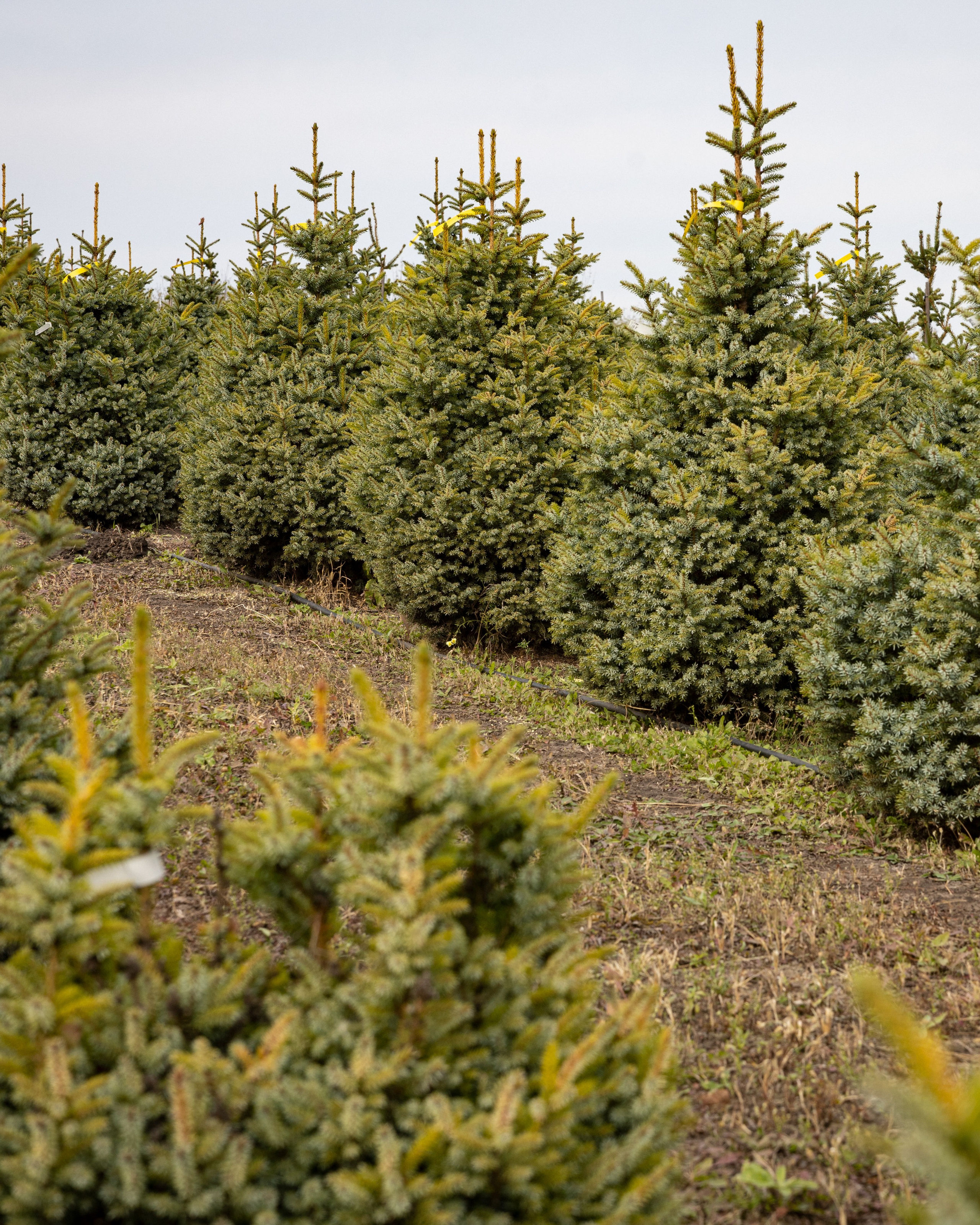 Предметная, интерьерная съемка. Фотограф в Ельце Сапрыкина Екатерина
