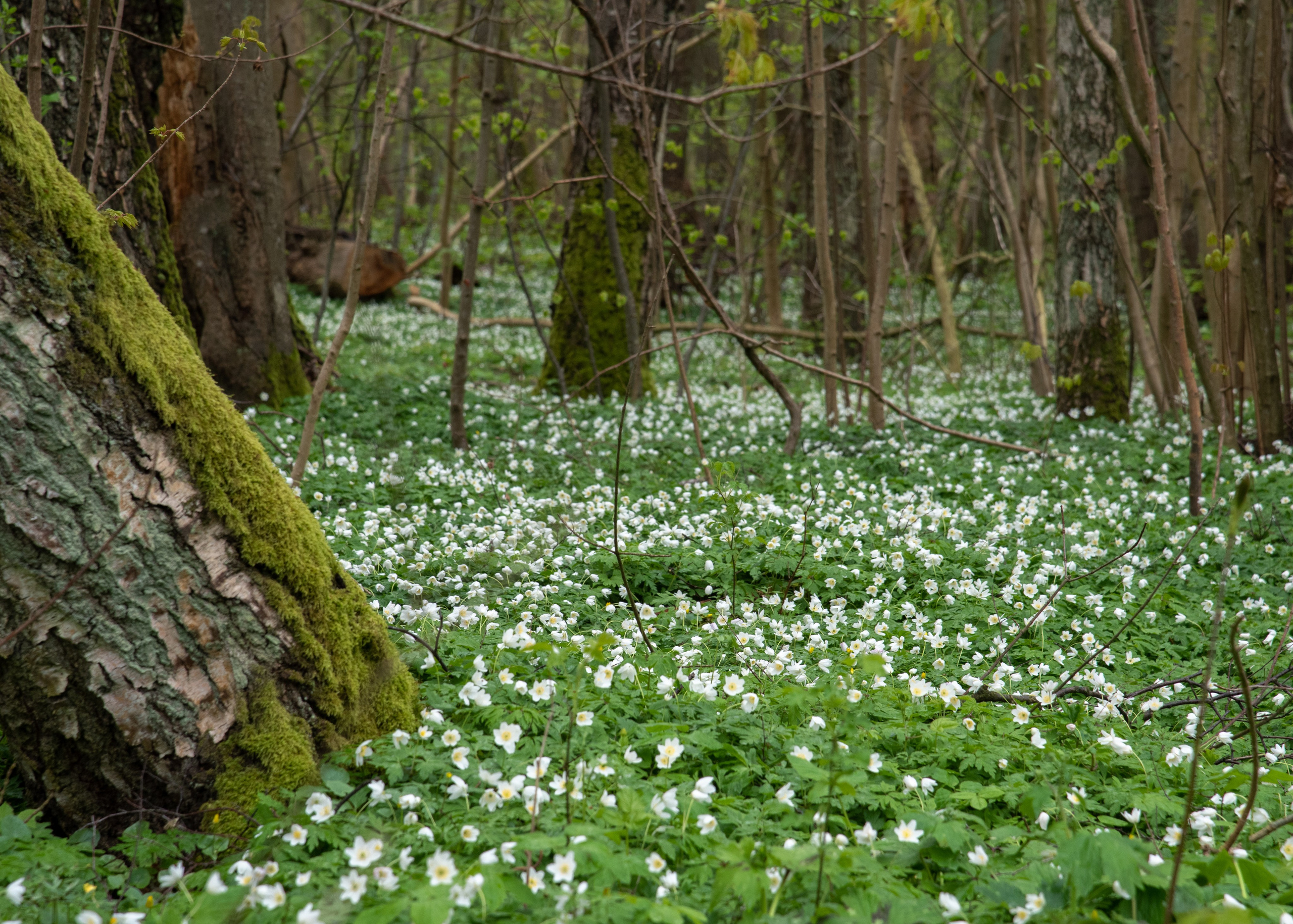 Калининград, Светлогорск. Фотограф Юлия Зимина