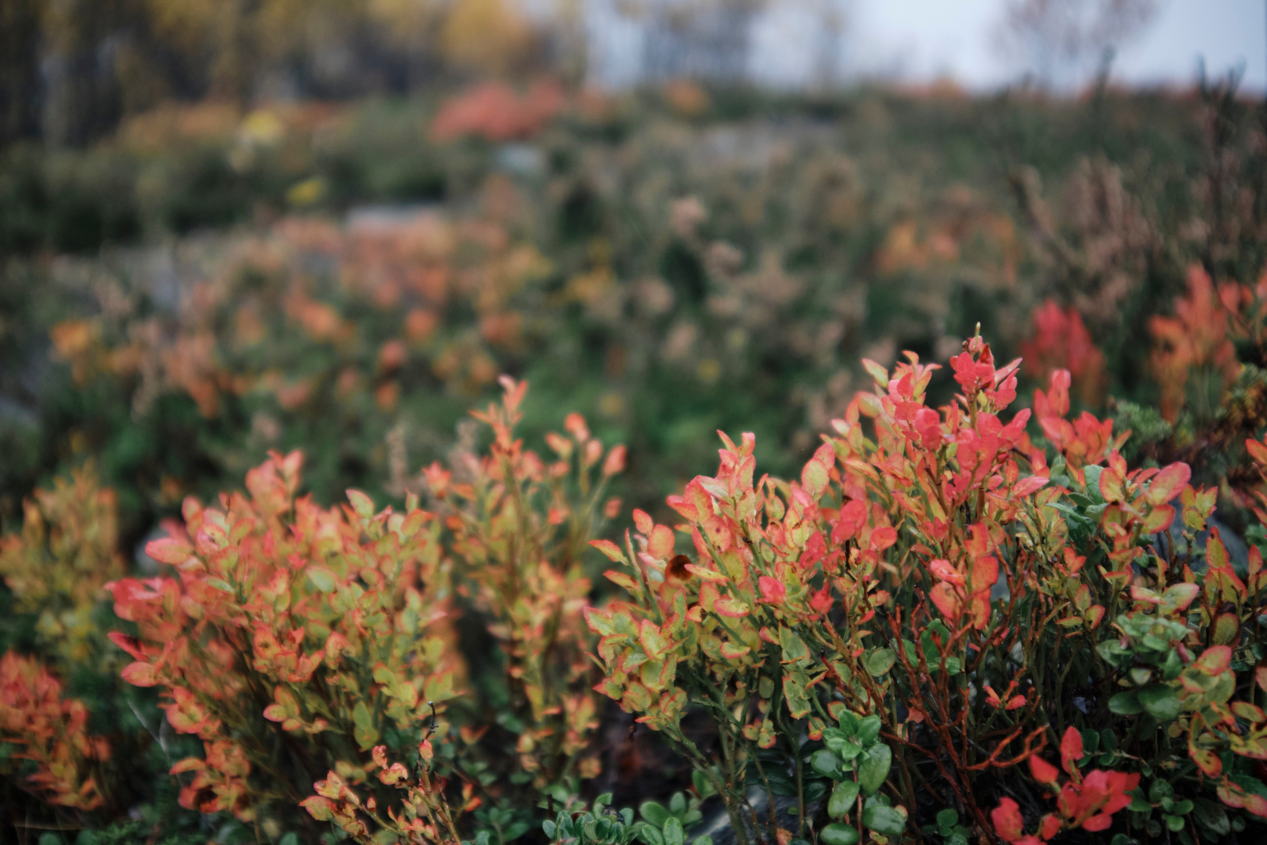 Поездка в Мурманск. Заметки и фото. Елена Павленко. Фотограф. Москва
