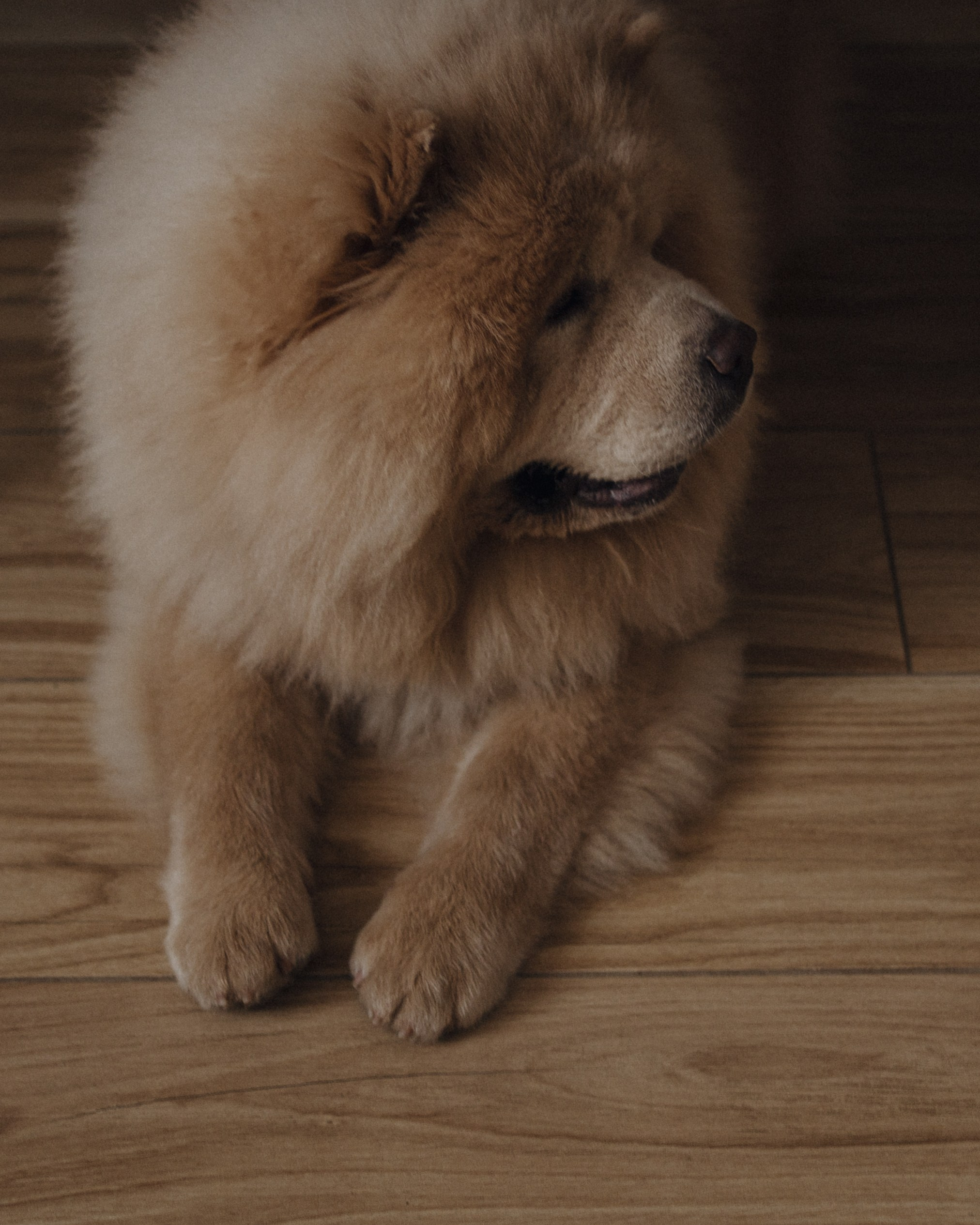 Домашняя фотосессия Эммы (1 месяц). Свадебный фотограф в Краснодаре и Сочи Винидиктова Екатерина