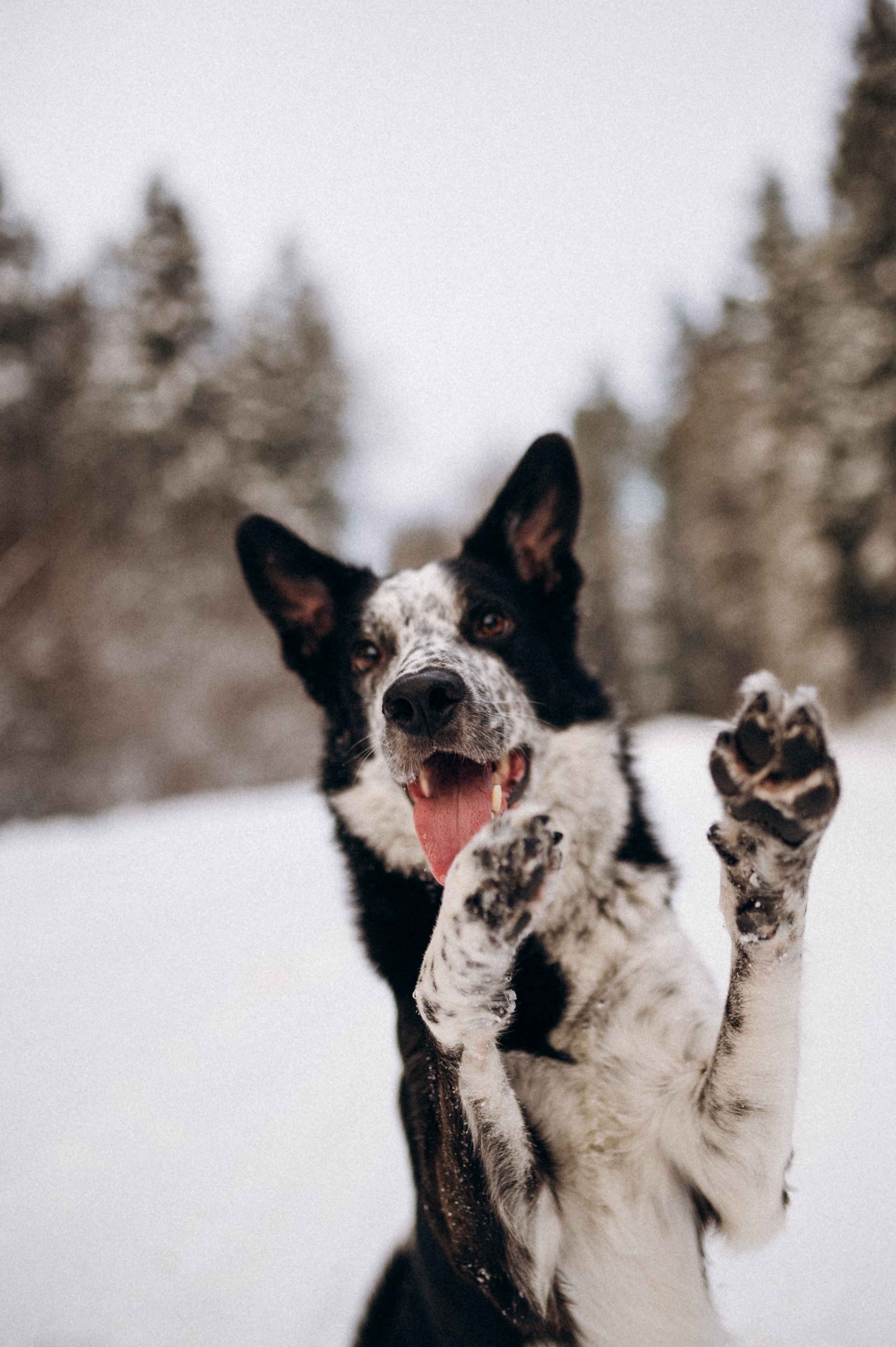 Аня и Милан. Фотограф анималист в Москве Ольга Агушева