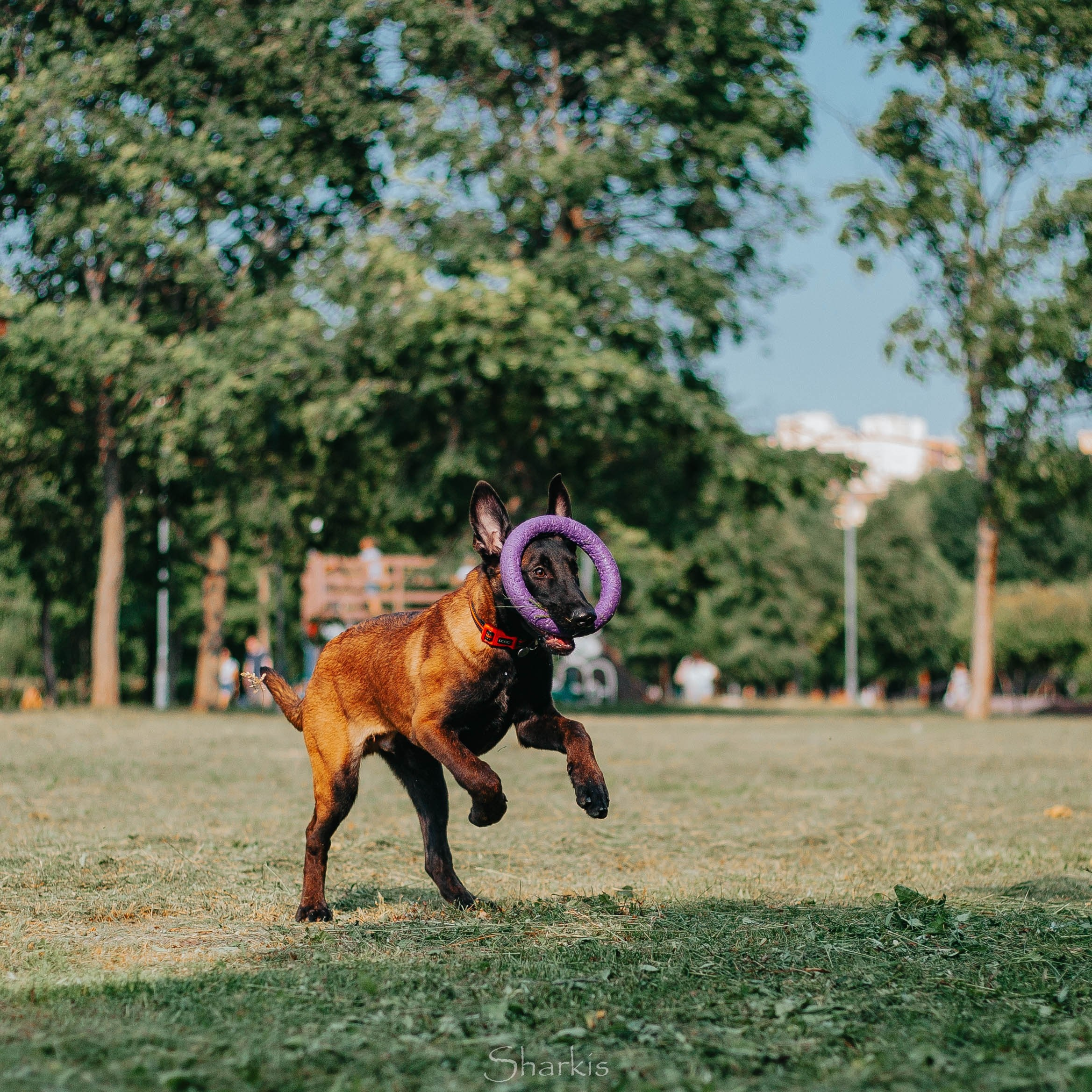 Шмель и Дрель. Фотограф Елизавета Филатова