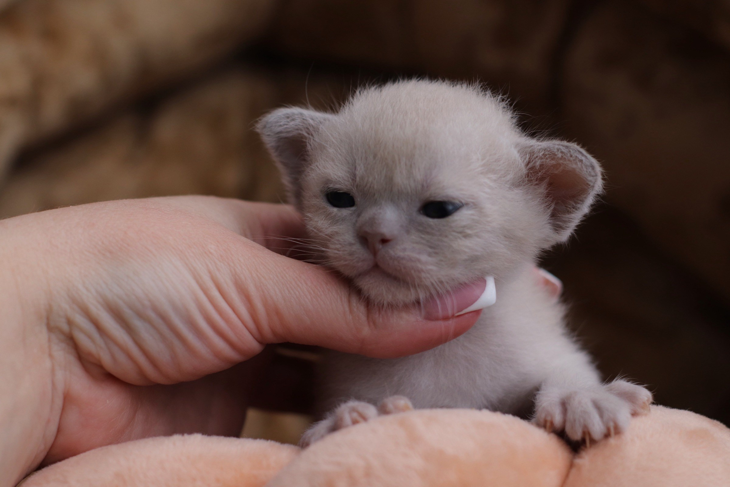 бурманские котята, кремовые бурманские котята, бурманские, питомники бурм, лиловая бурма, лиловокремовая бурма, burlabella, питомник бурлабелла