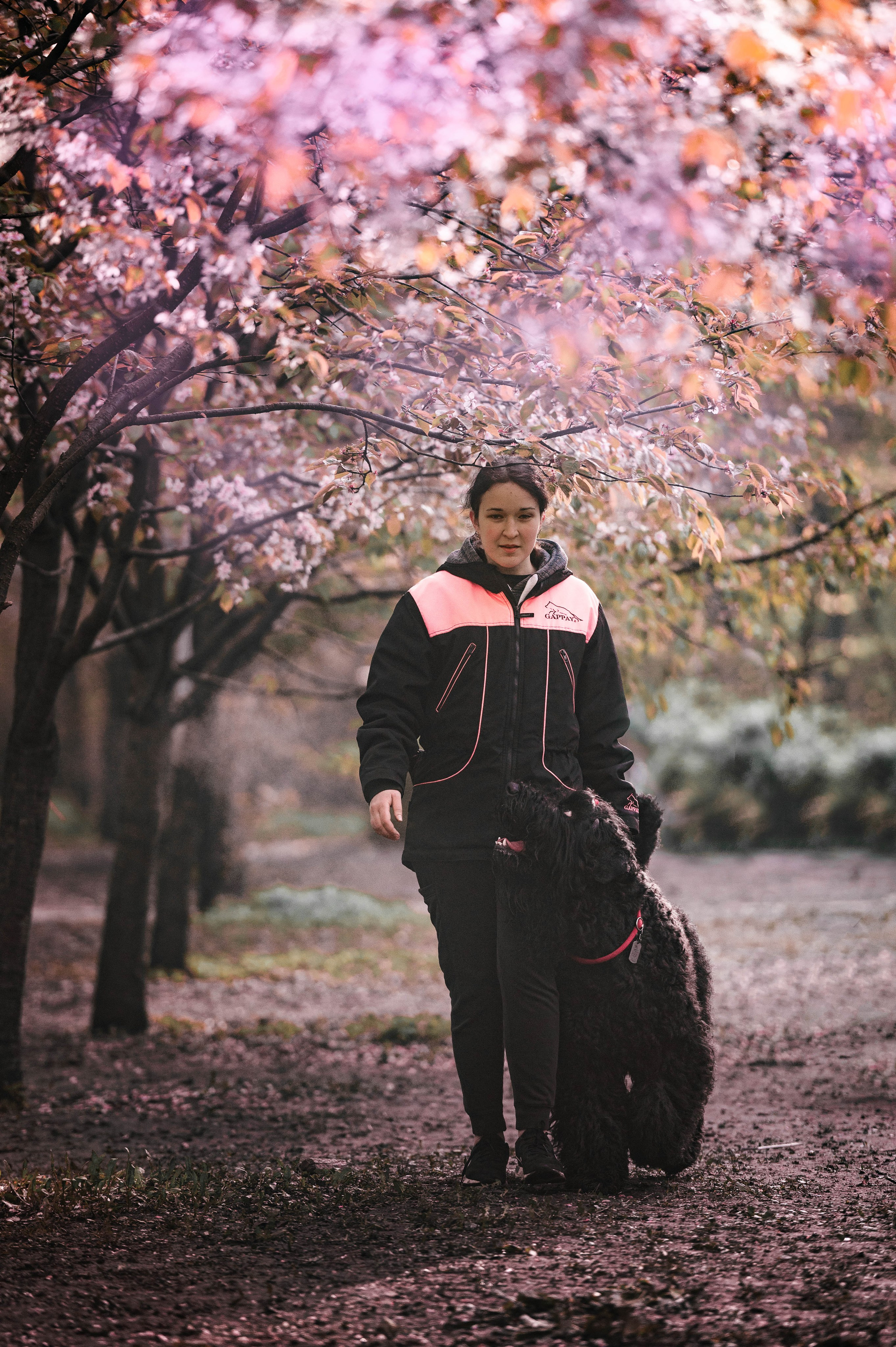 Черныши, сакура и краски холи. Фотограф-анималист