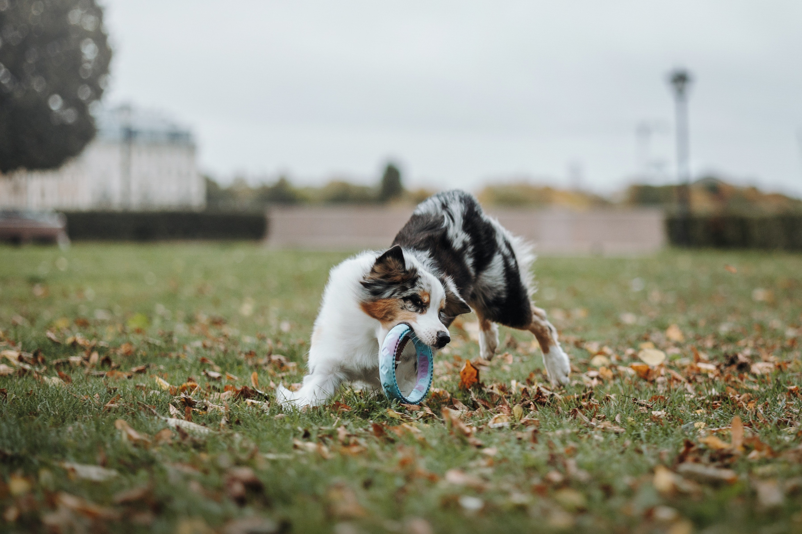 Ирина и Кайса. Фотограф — Анималист | Санкт-Петербург