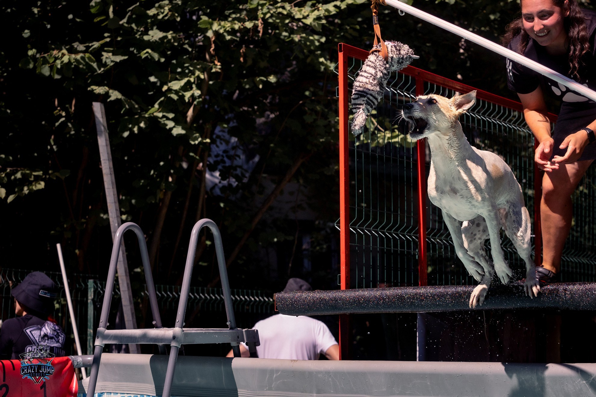 Собаки, спорт, Док дайвинг. Свадебный и репортажный фотограф в Москве и Московской области