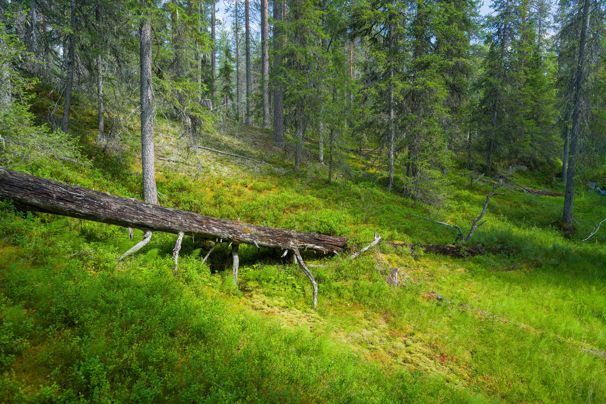Лето. Северные Ночи
