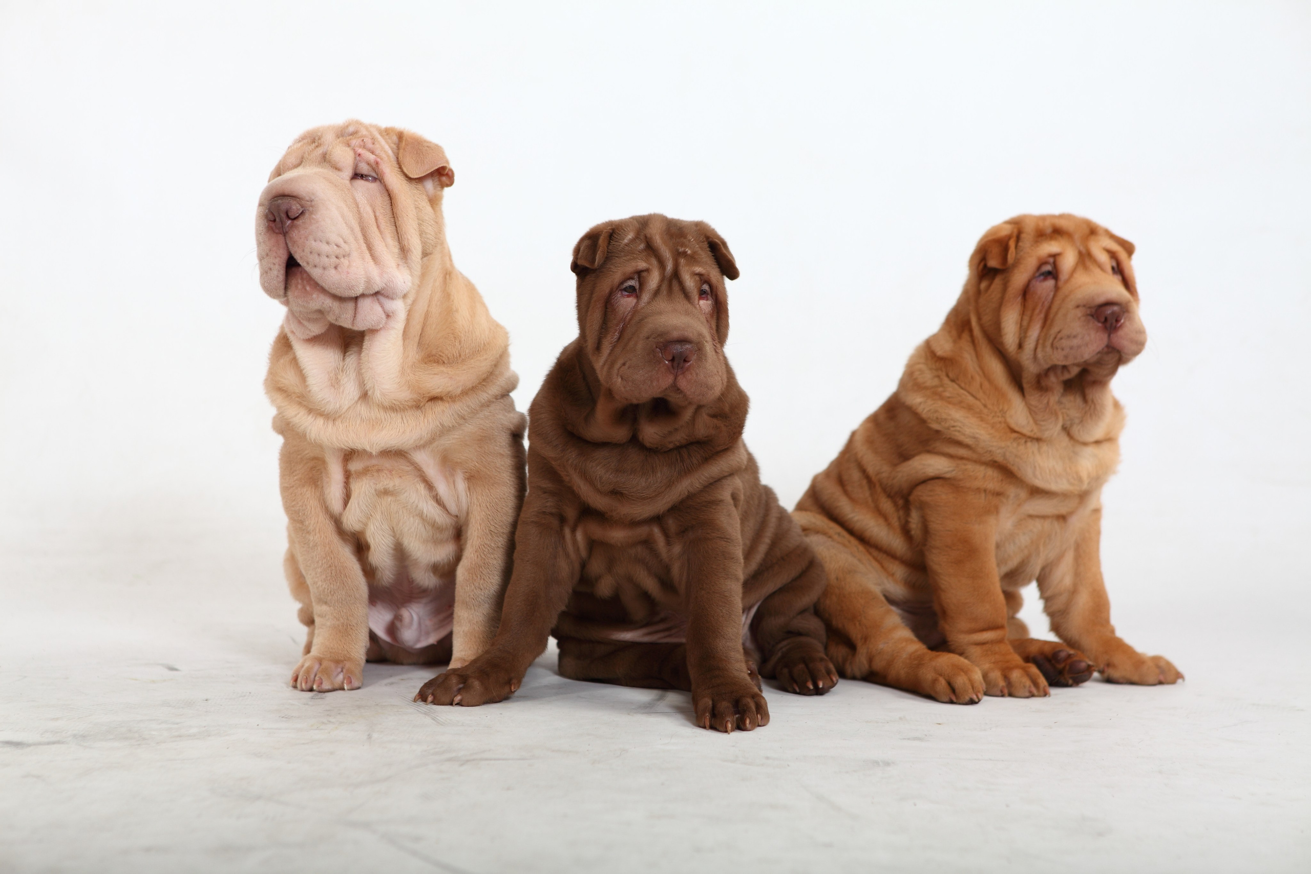 Фото Животных. Студия Максима Белослюдцева